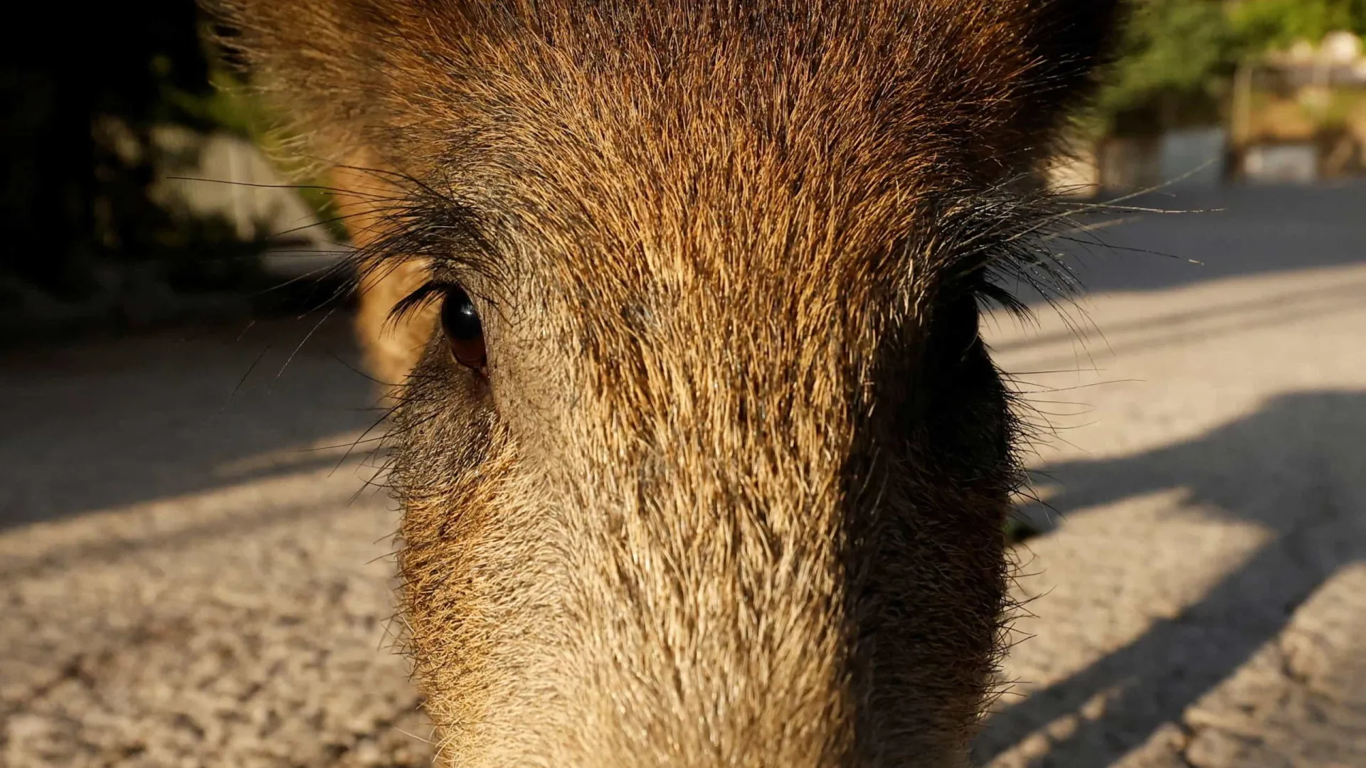 
                    Peste suína? Mobilizados 117 militares para conter foco na Catalunha
                