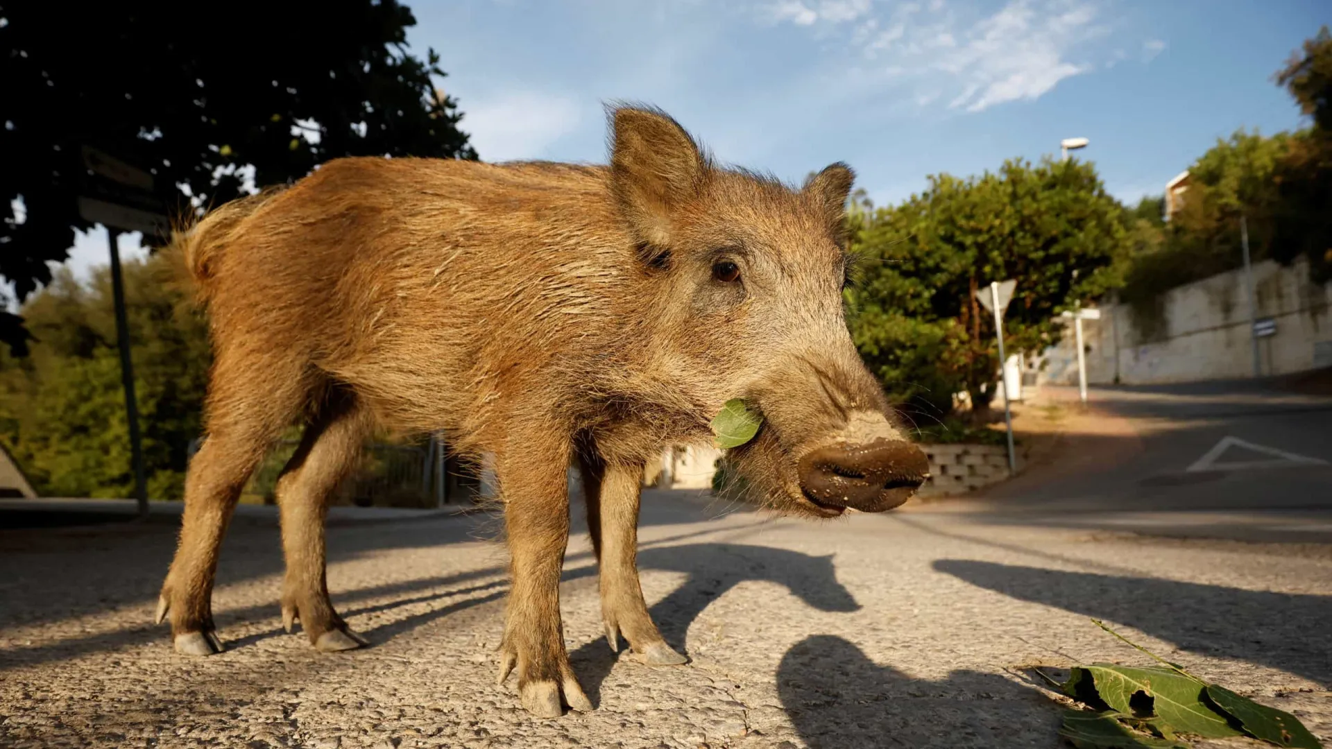 
                    Peste suína africana em Espanha com possível origem em laboratório
                