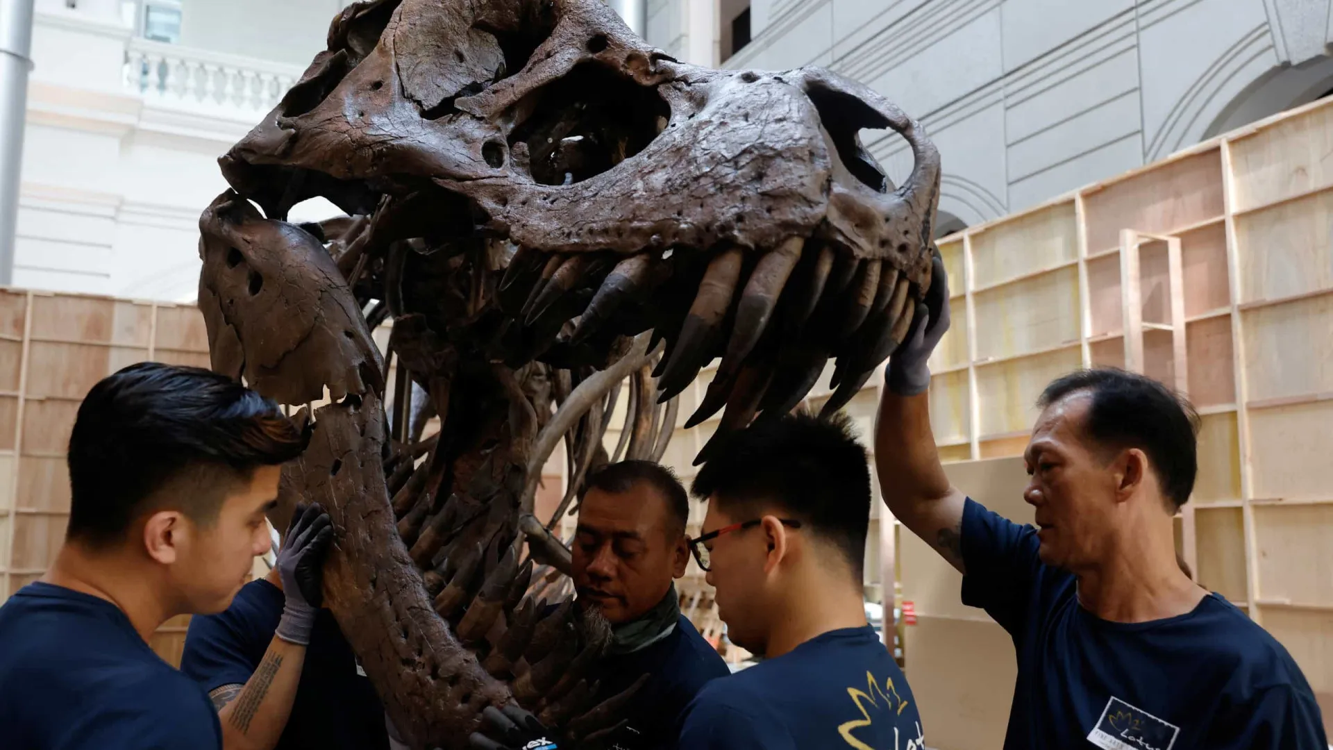T. rex de 12 metros de comprimento em exposição antes de ser leiloado