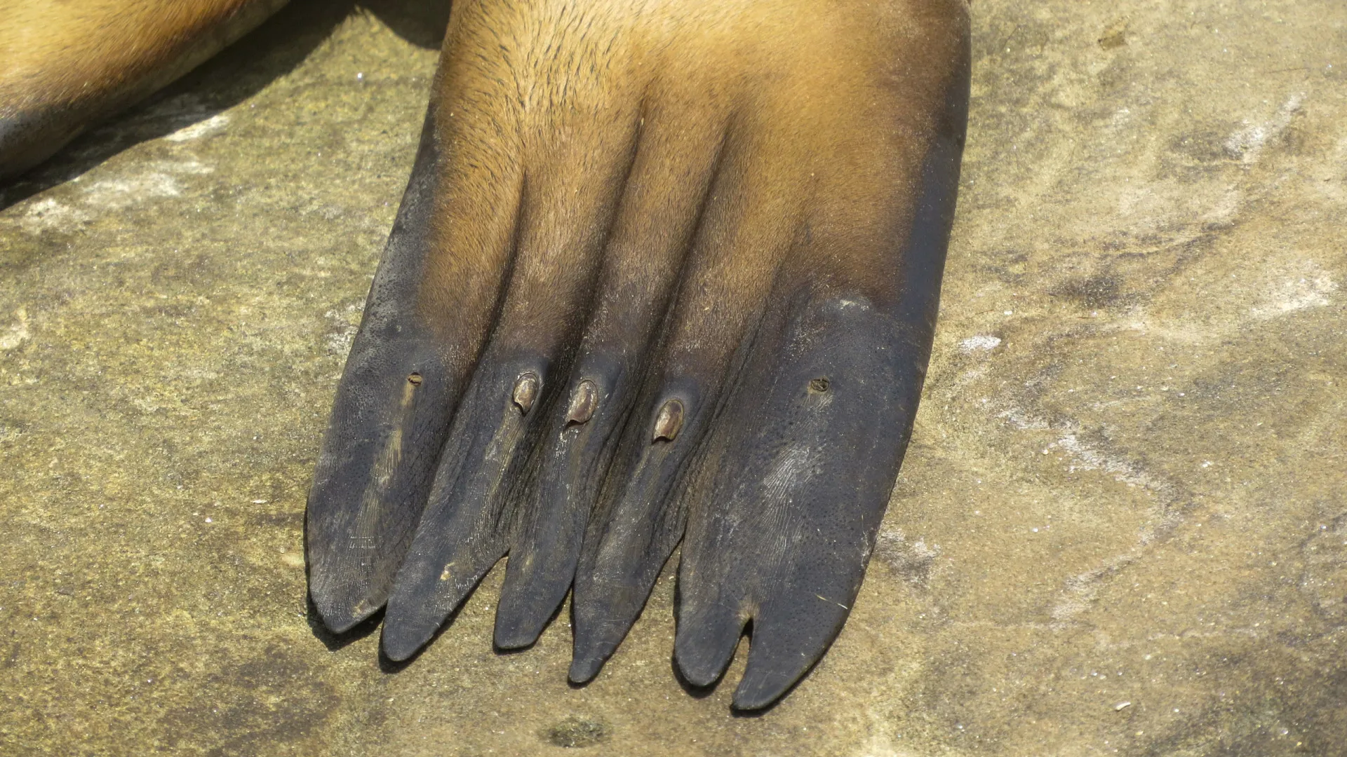 
                    Cerca de meio milhar de focas aparecem mortas em república russa
                