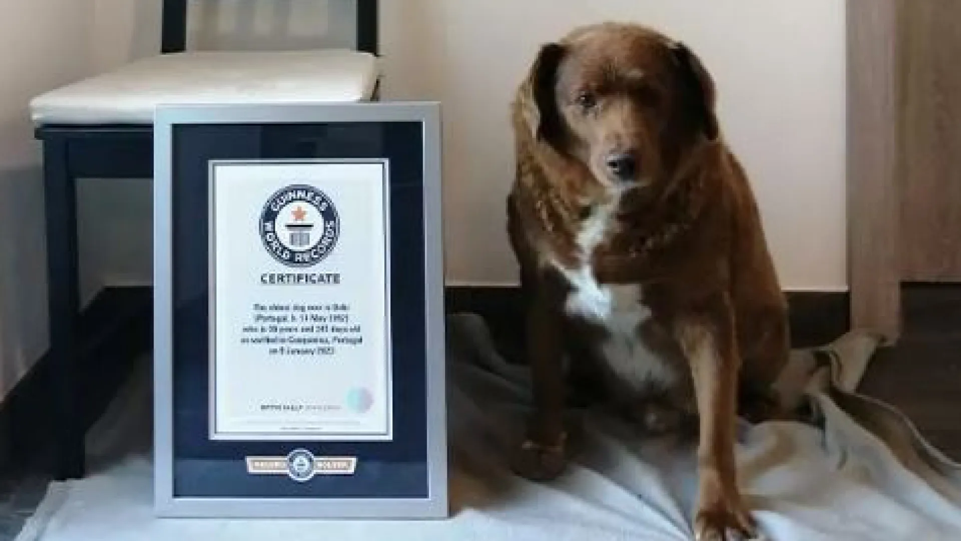 "Um milagre". Bobi tem 30 anos, é o cão mais velho do mundo e é português
