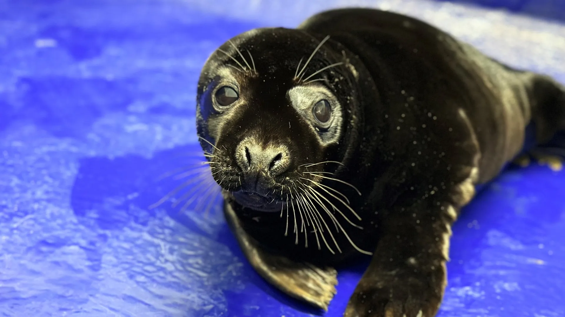 Foca-cinzenta bebé de cor rara encontrada em praia britânica. Ora veja