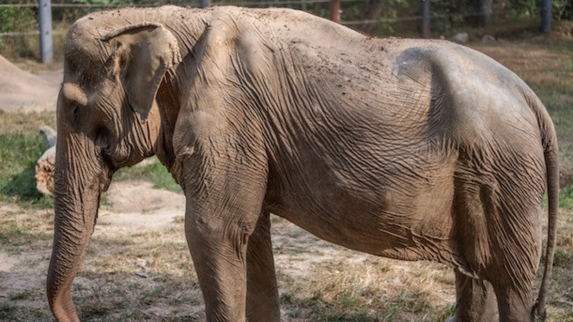 Assim ficou um elefante por transportar turistas durante 25 anos