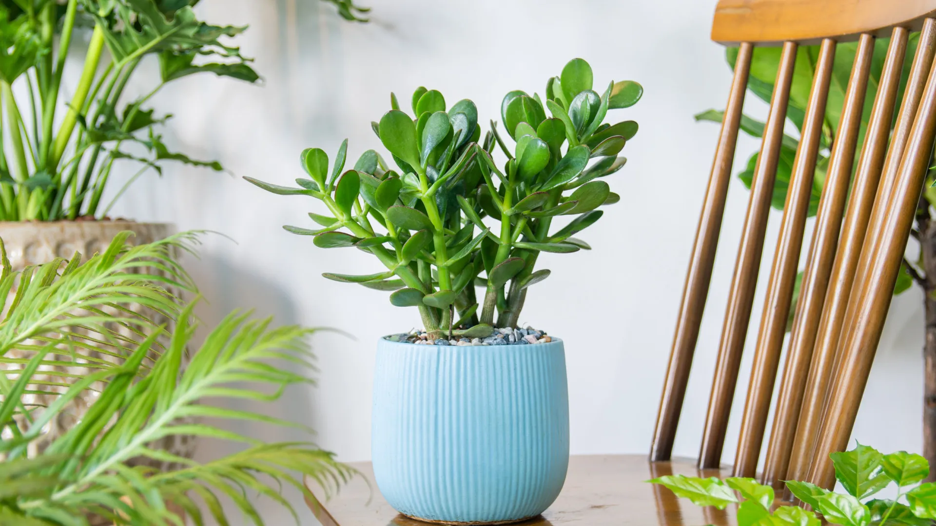 Cinco plantas que especialistas em Feng Shui recomendam