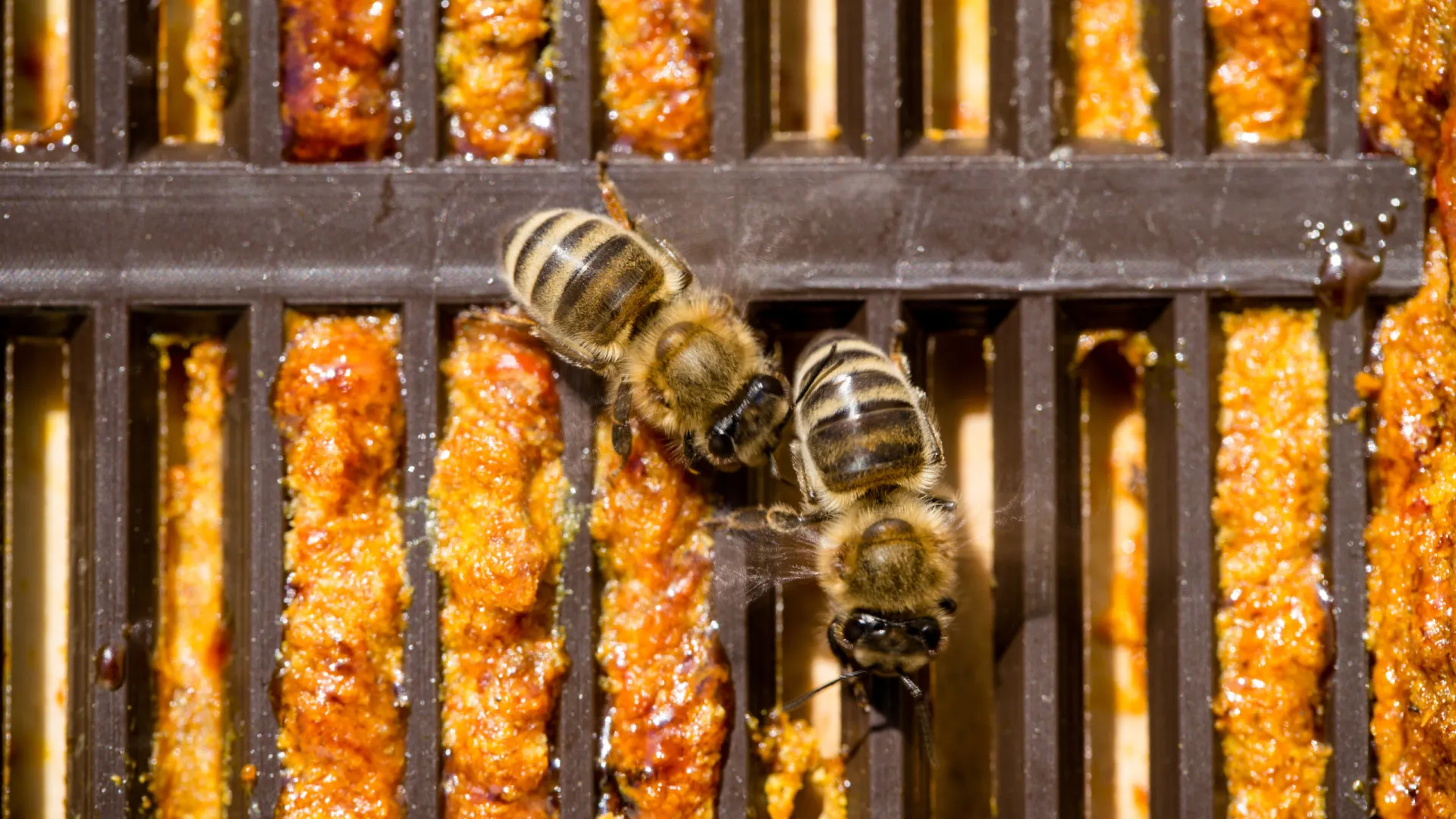 Governo aprova plano para proteger espécies polinizadoras