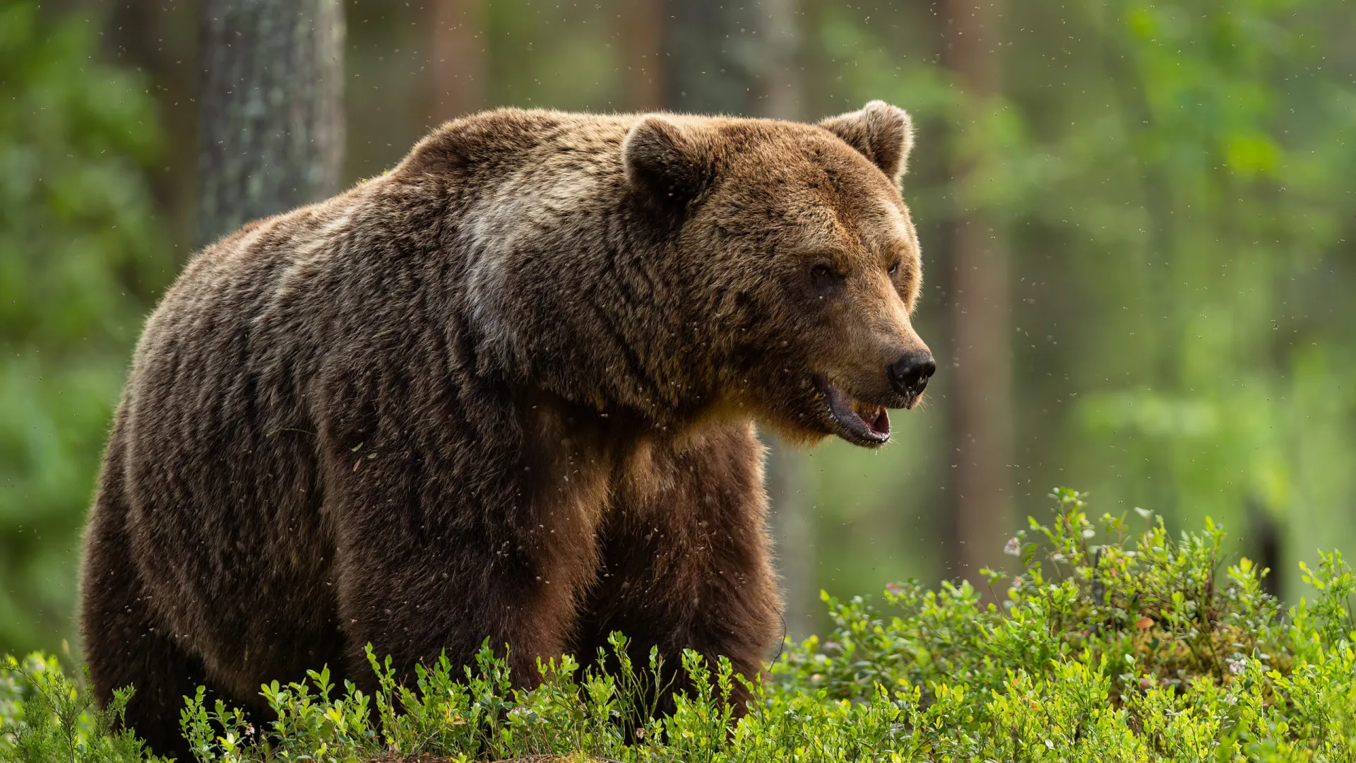
                    Homem viu urso e enviou fotos à família. Foi encontrado morto dias depois
                