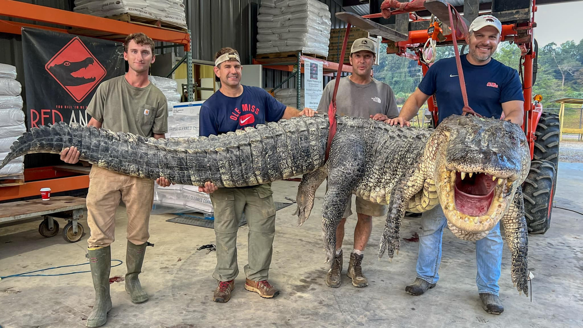 Um recorde. Caçadores do Mississipi capturam jacaré gigantesco