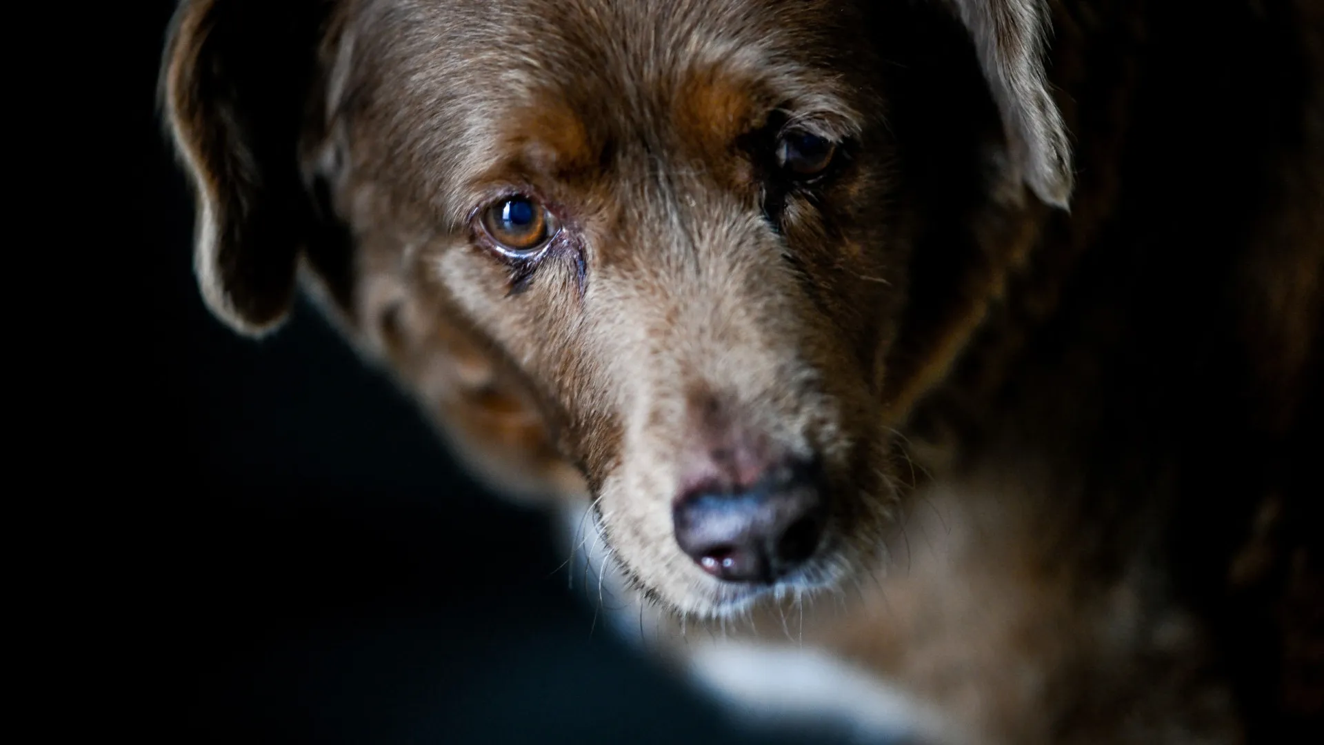 Morreu Bobi, o cão mais velho do mundo (e era português). Tinha 31 anos