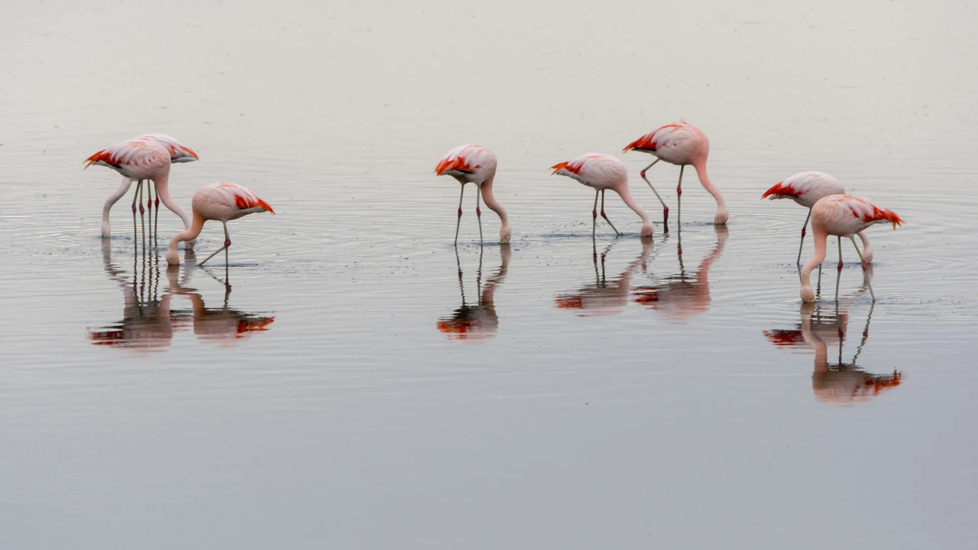 
                    Flamingos migratórios envelhecem melhor e vivem mais do que sedentários
                
