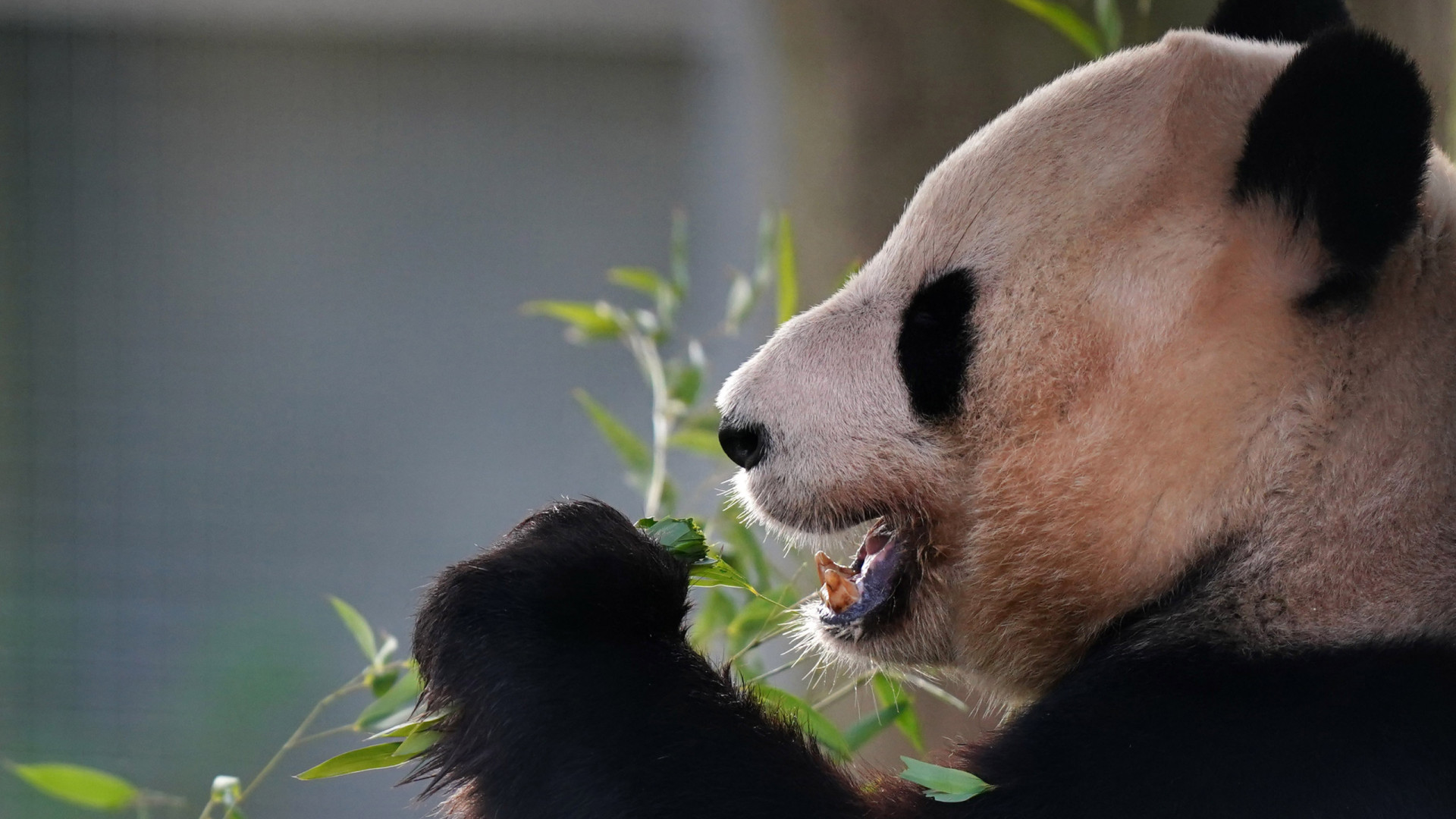 Molécula do bambu contribui para o vegetarianismo dos pandas gigantes