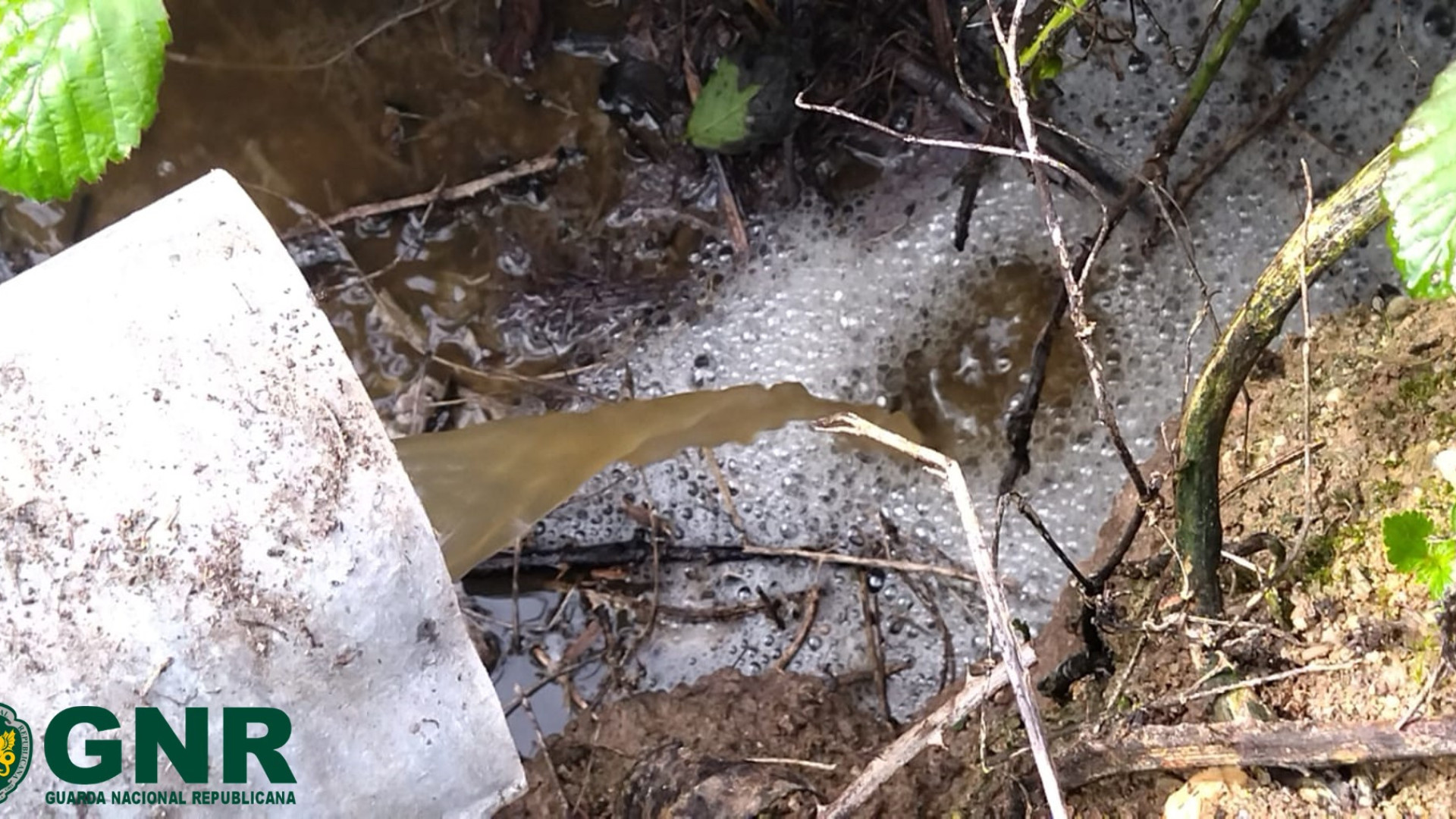 Cerca de 50 pessoas retiraram peixes mortos do rio Lis (após descarga)