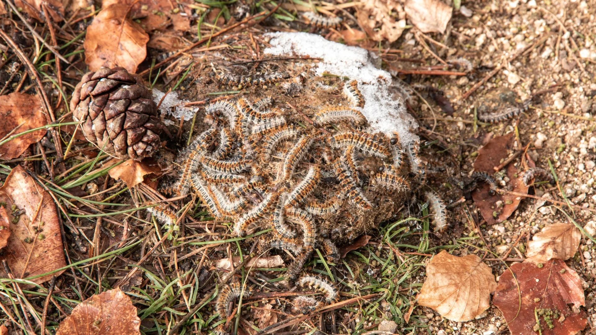 
                    Lagarta do pinheiro anda por aí. É perigosa porquê? E que cuidados ter?
                