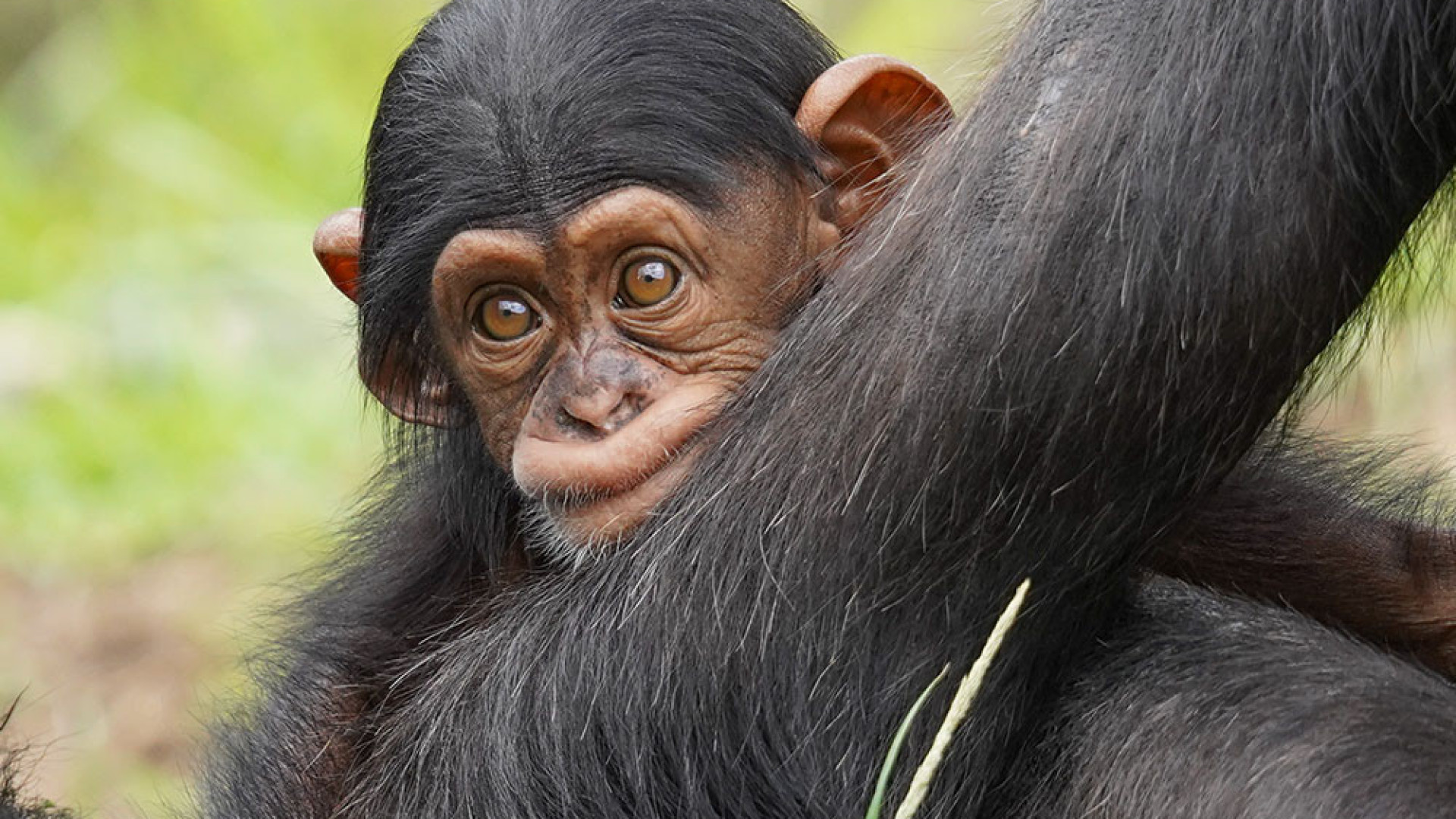 Chimpanzés tocam tambor ritmicamente e de diferentes formas