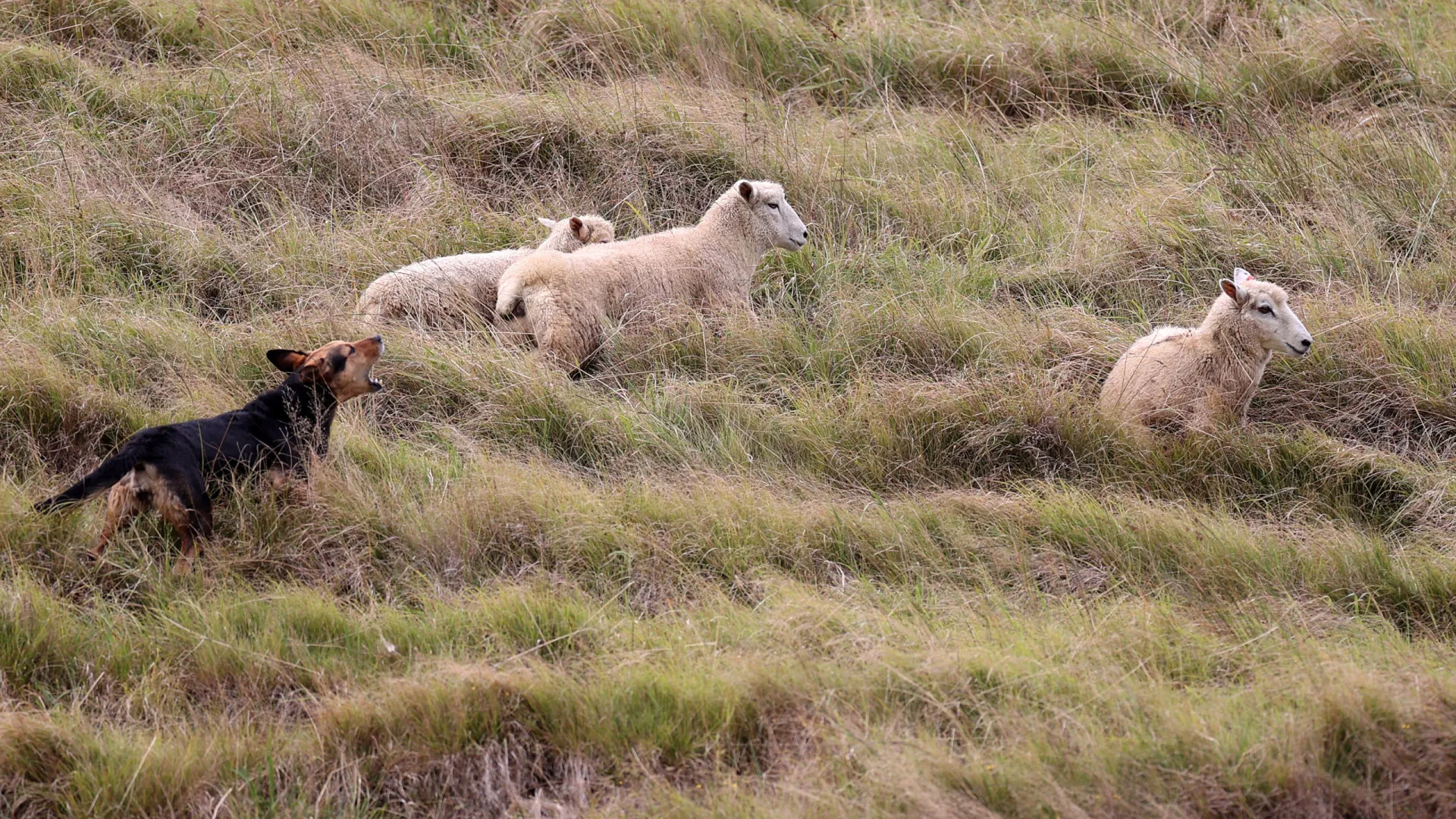 
                    Governo quer duplicar área de fogo controlado e valorizar pastoreio
                