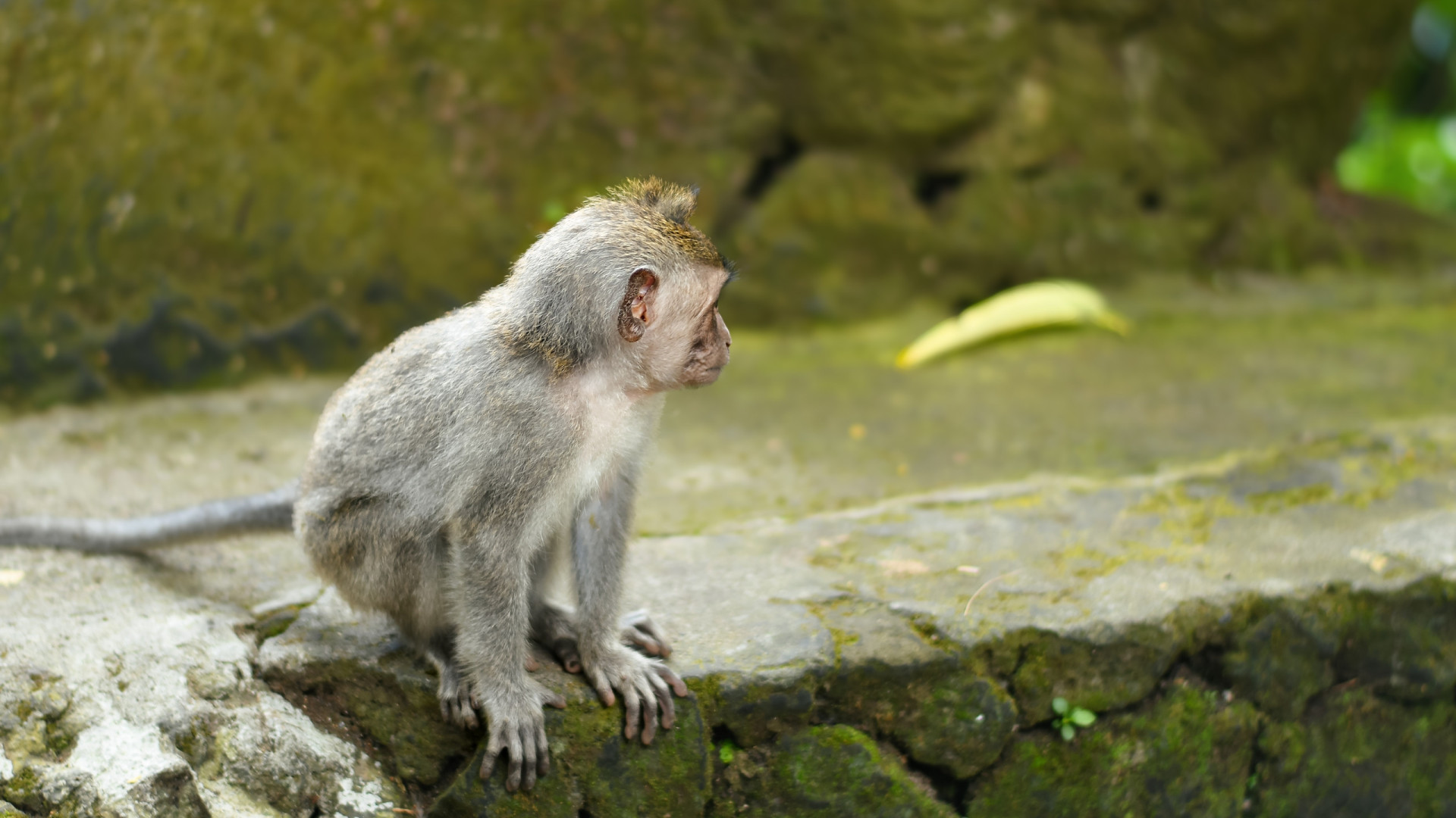 Macacos impedem que menina de seis anos seja violada na Índia