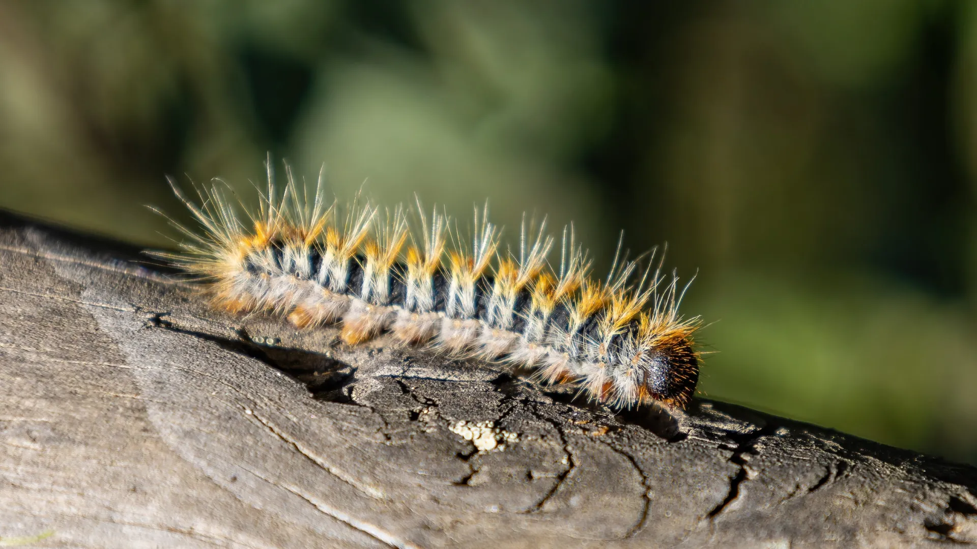 
                    Atenção à Lagarta do Pinheiro! Conselhos da PSP (e o que fazer se tocar?)
                