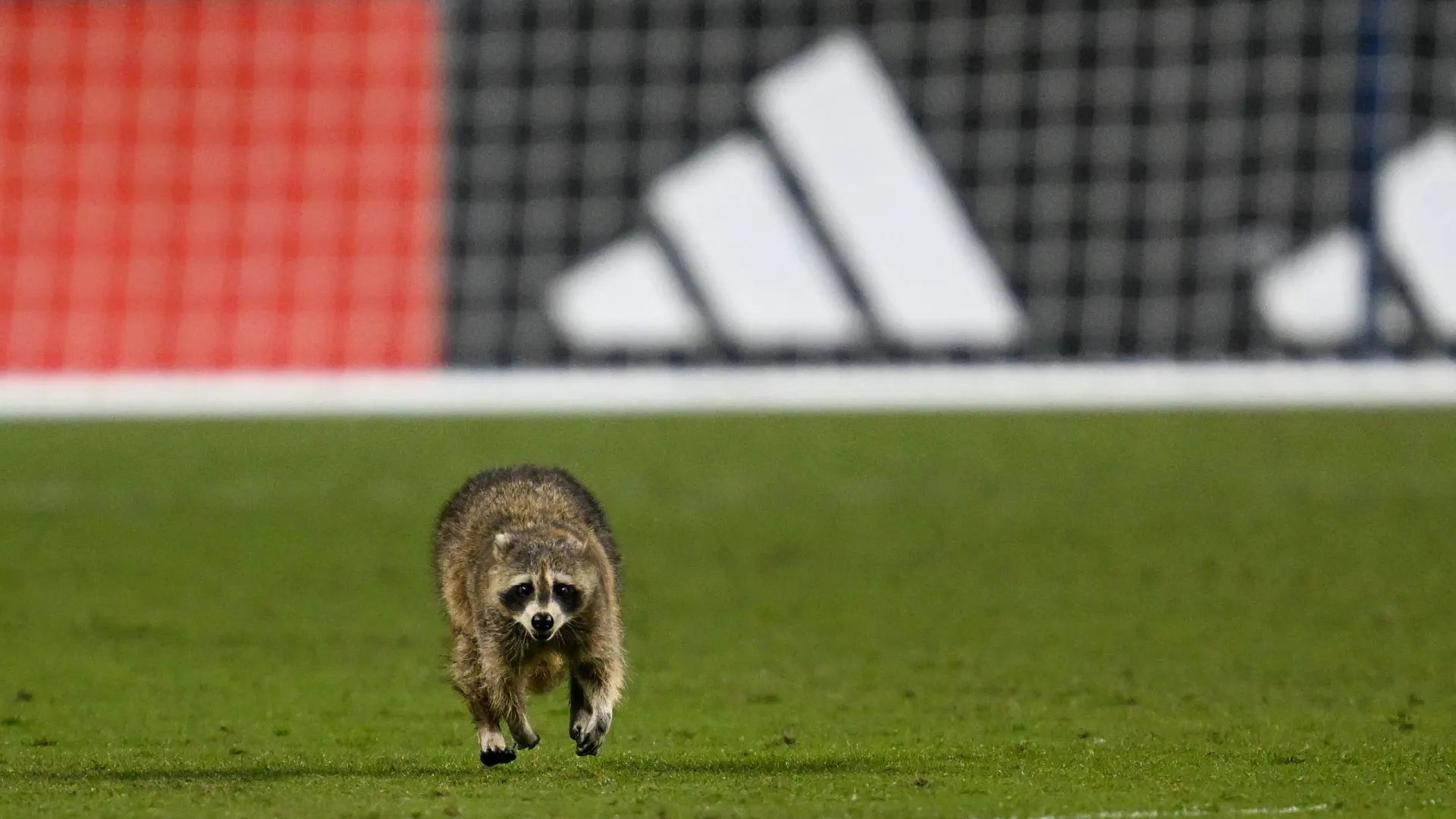 Insólito. Guaxinim (sim, leu bem) interrompe jogo da MLS por três minutos