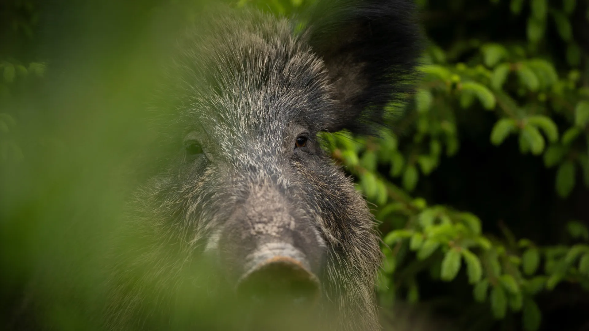 
                    Espanha: Mais de 250 agentes mobilizados para conter foco de peste suína
                