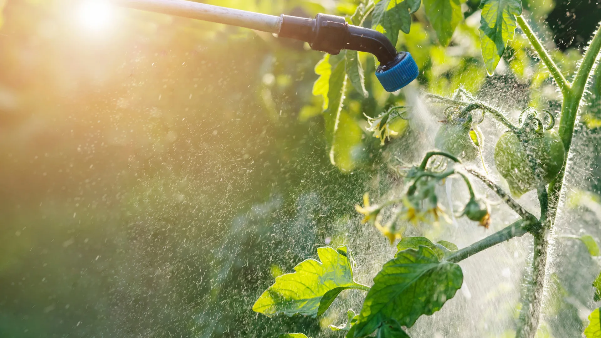 
                    Comissão Europeia quer enfraquecer leis dos pesticidas, alerta Quercus
                