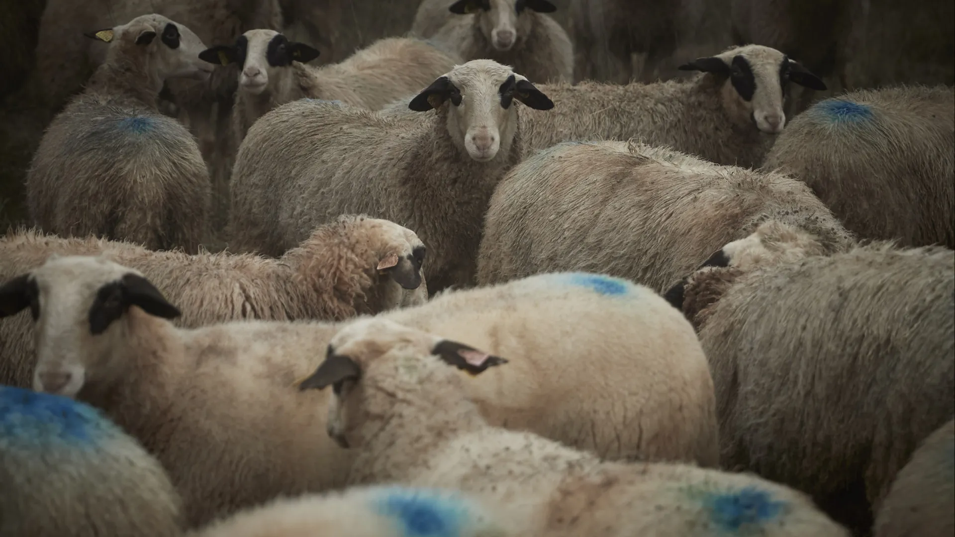 Lobos atacam no concelho de Miranda do Douro e matam sete ovinos