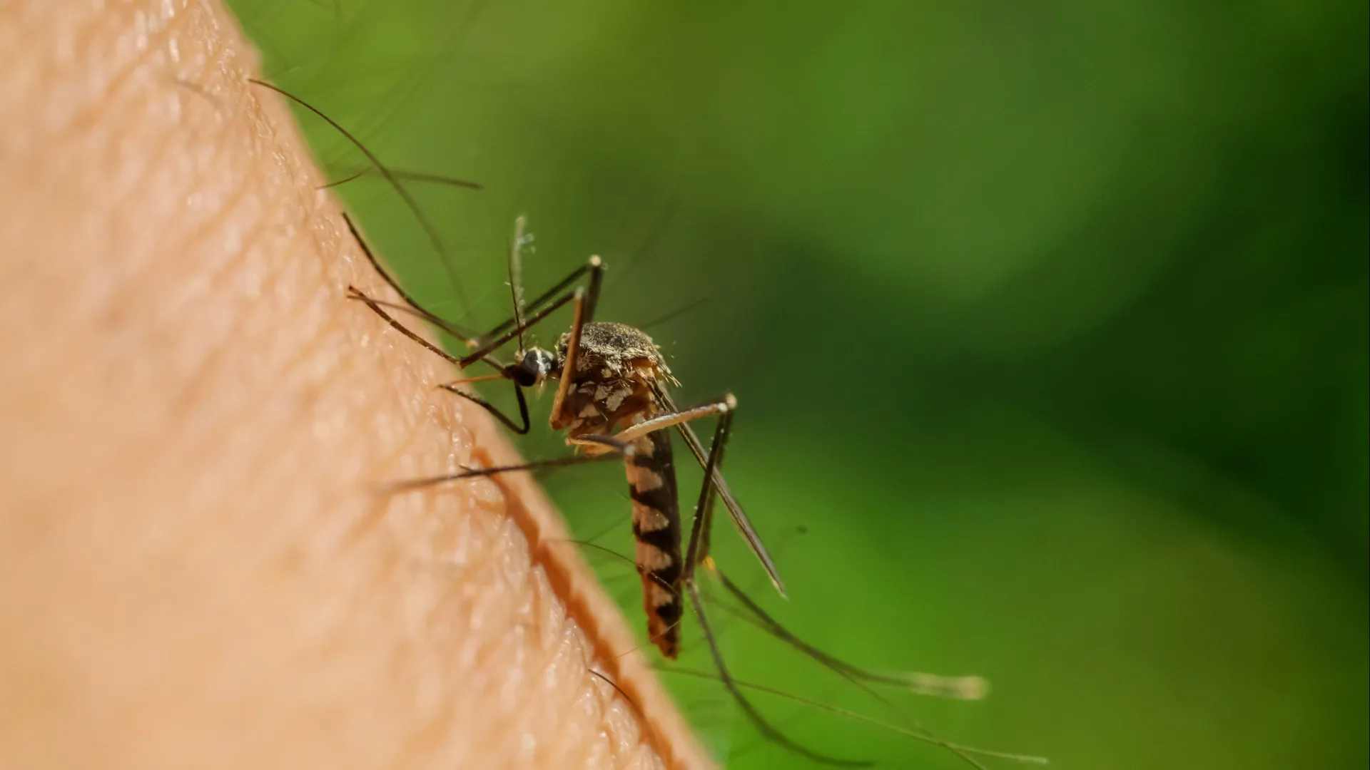 
                    Portugal preparado para emergências causadas por mosquitos e carraças
                