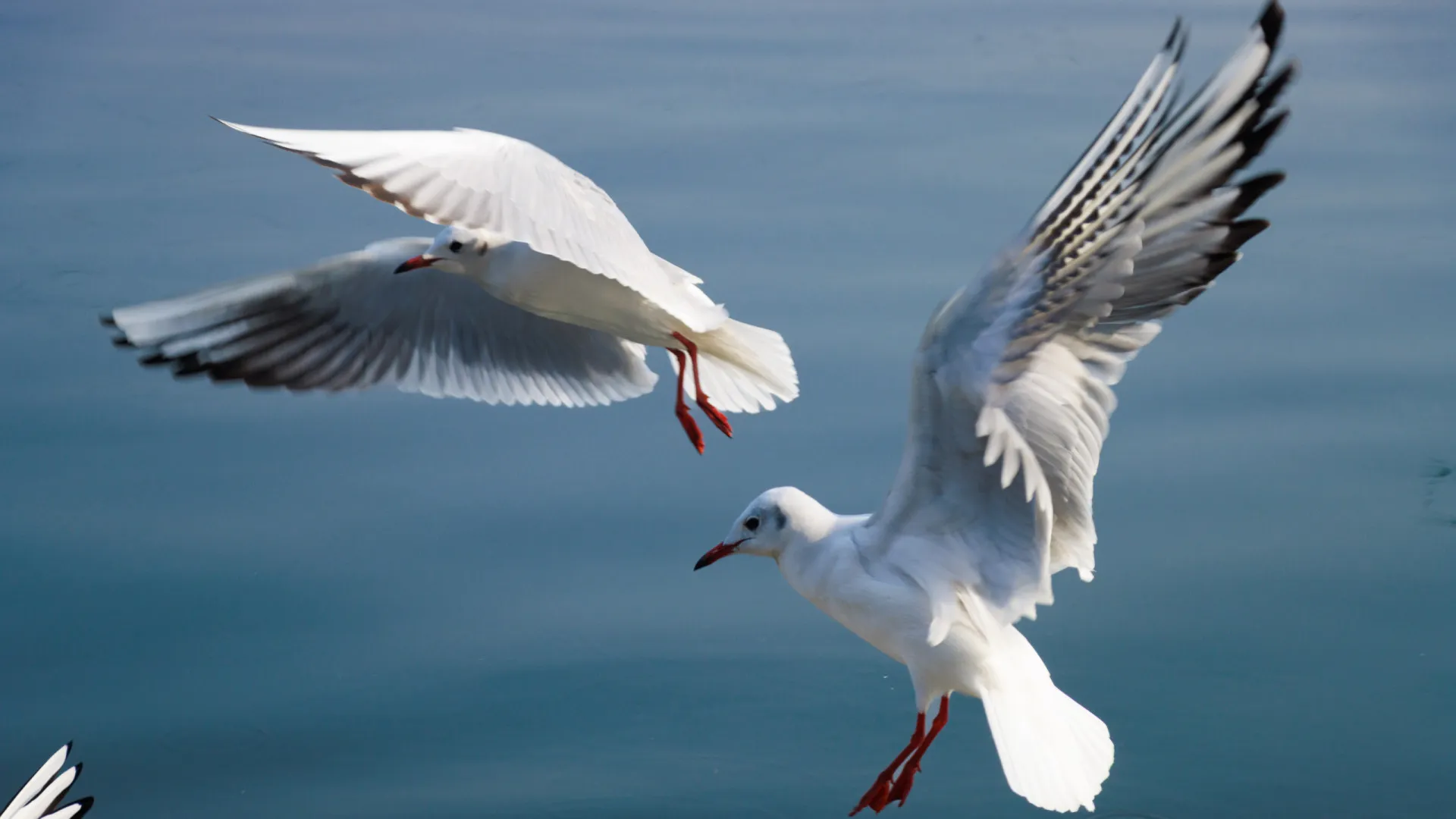 
                    Dose letal de plástico para ave marinha equivale a três torrões de açúcar
                