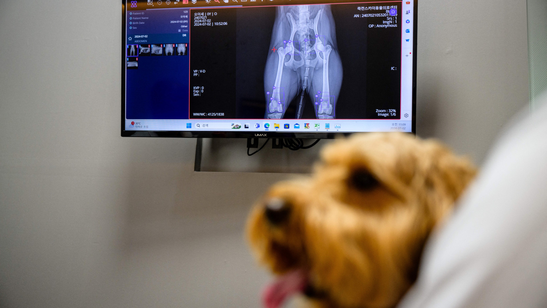 Falso veterinário em Viana do Castelo. ASAE instaura processo-crime