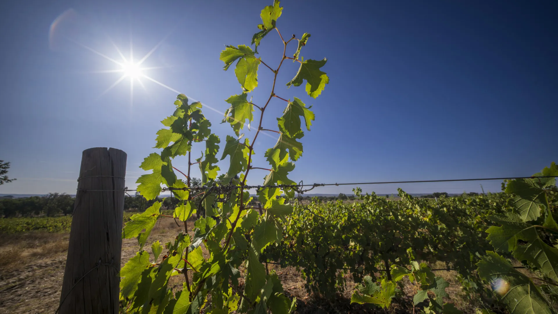 
                    Eurodeputados aprovam novas regras para proteger produtores de vinho
                