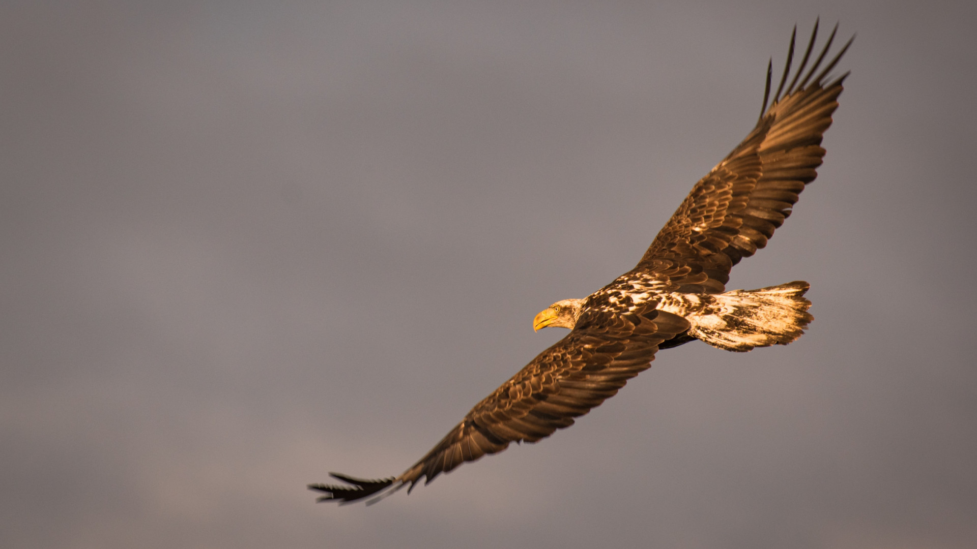 “Foi muito traumatizante”. Bebé de 20 meses atacada por águia na Noruega