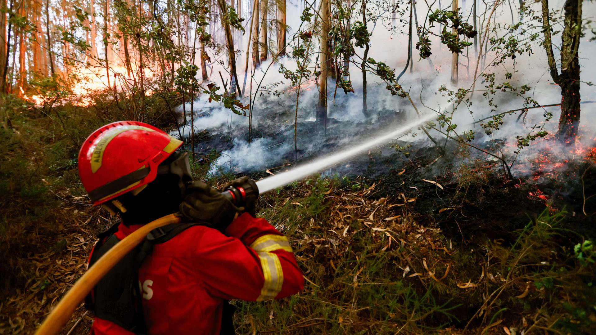 Dominado incêndio em povoamento florestal no concelho de Évora