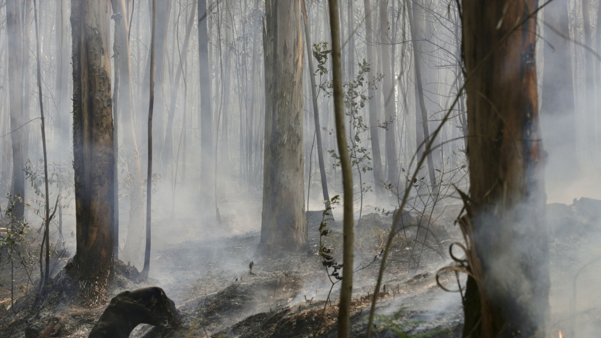 Incêndios. GEOTA quer estabilização de emergência dos solos e faz alerta