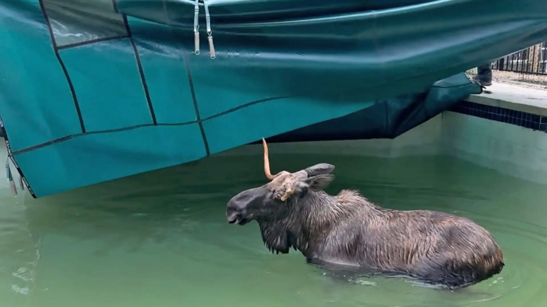 Alce encontrado por baixo de cobertura de piscina nos EUA