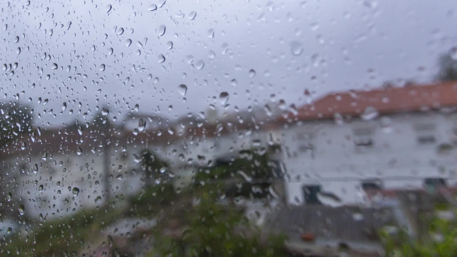 
                    Na ilha do Baixo Mondego de Ereira faz-se 