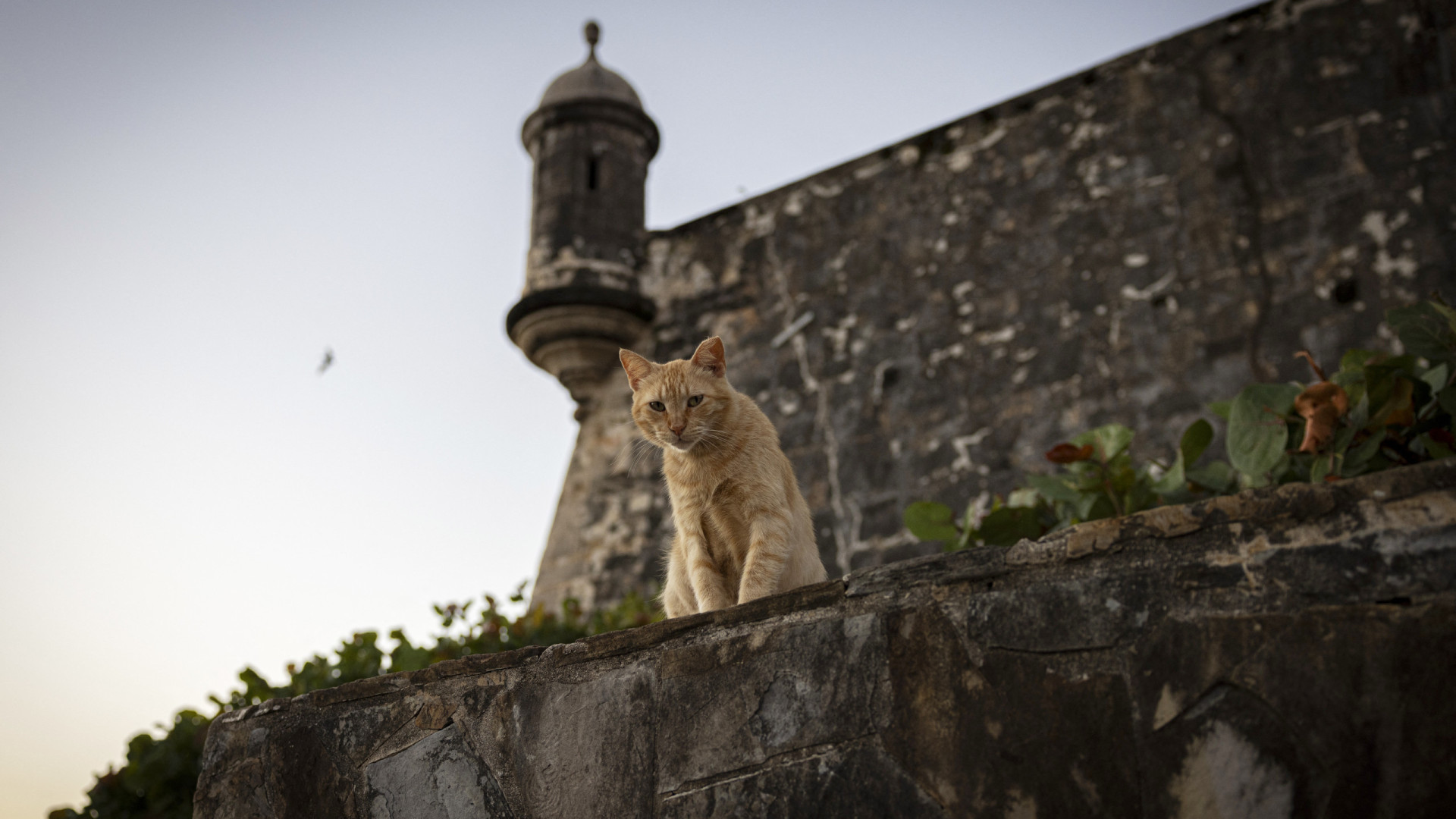 Plano para retirar gatos de Porto Rico leva a protestos e ação judicial