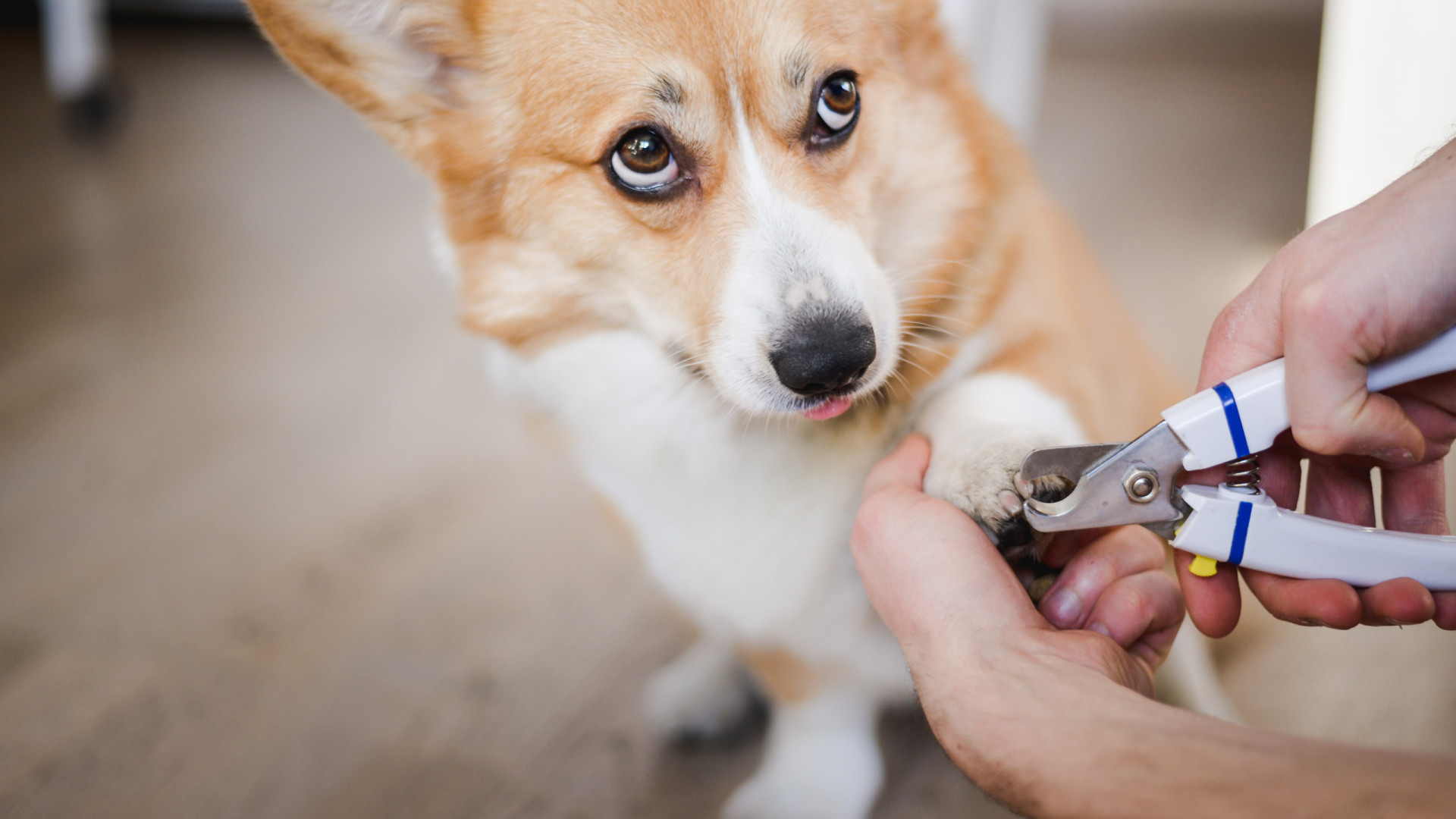 O que fazer se cortar demasiado as unhas do seu cão