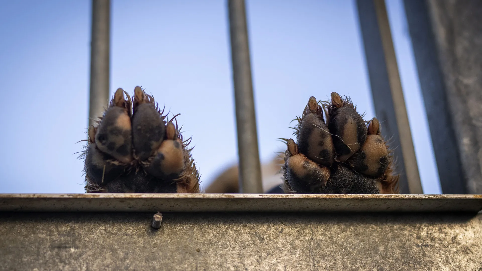 
                    Parlamento recomenda urgência na proteção animal em situações de catástrofe
                