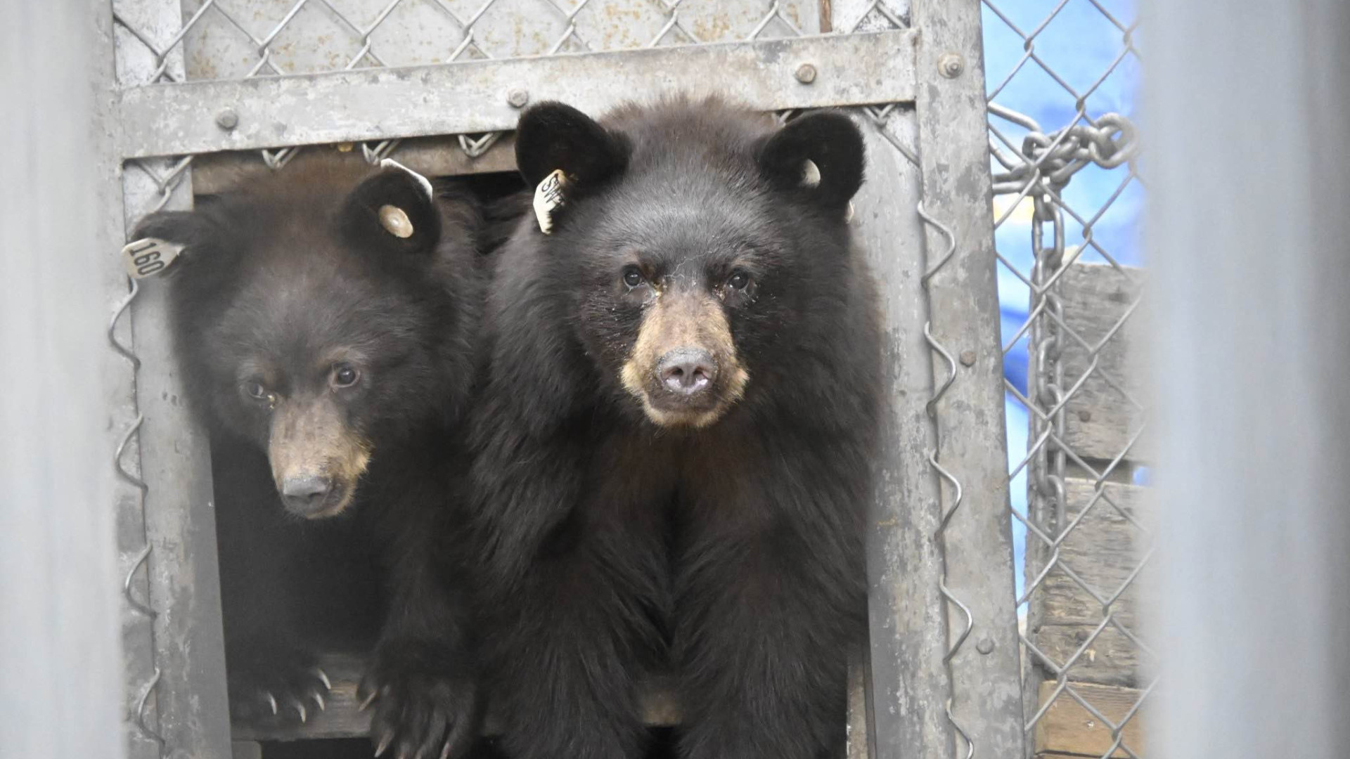 Cinco crias de urso regressam à natureza após reabilitação. Há imagens