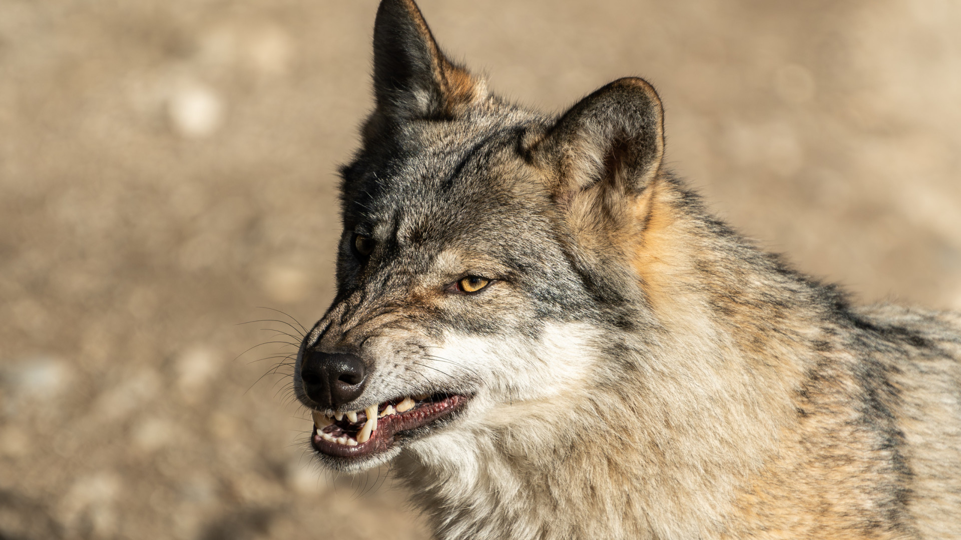 Enfraquecer proteção do lobo é 