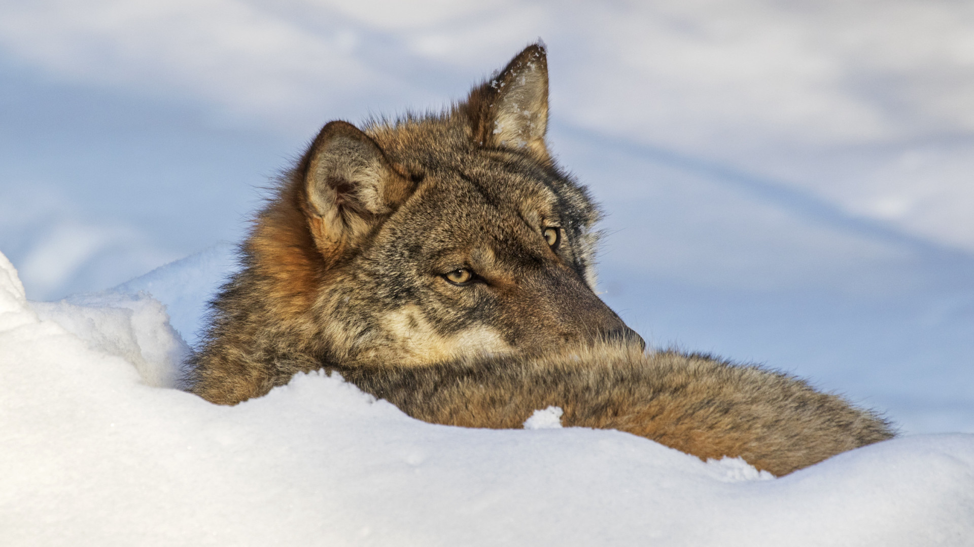 Suécia autoriza morte de 10% dos lobos, já 