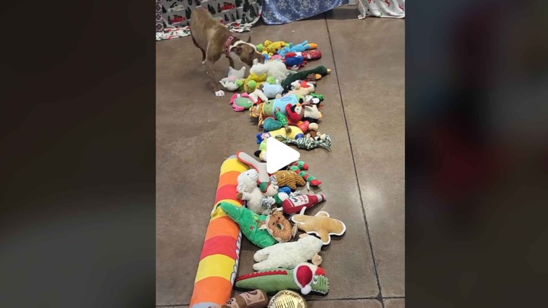 Cães abandonados escolhem presente de Natal. Vídeo tornou-se viral