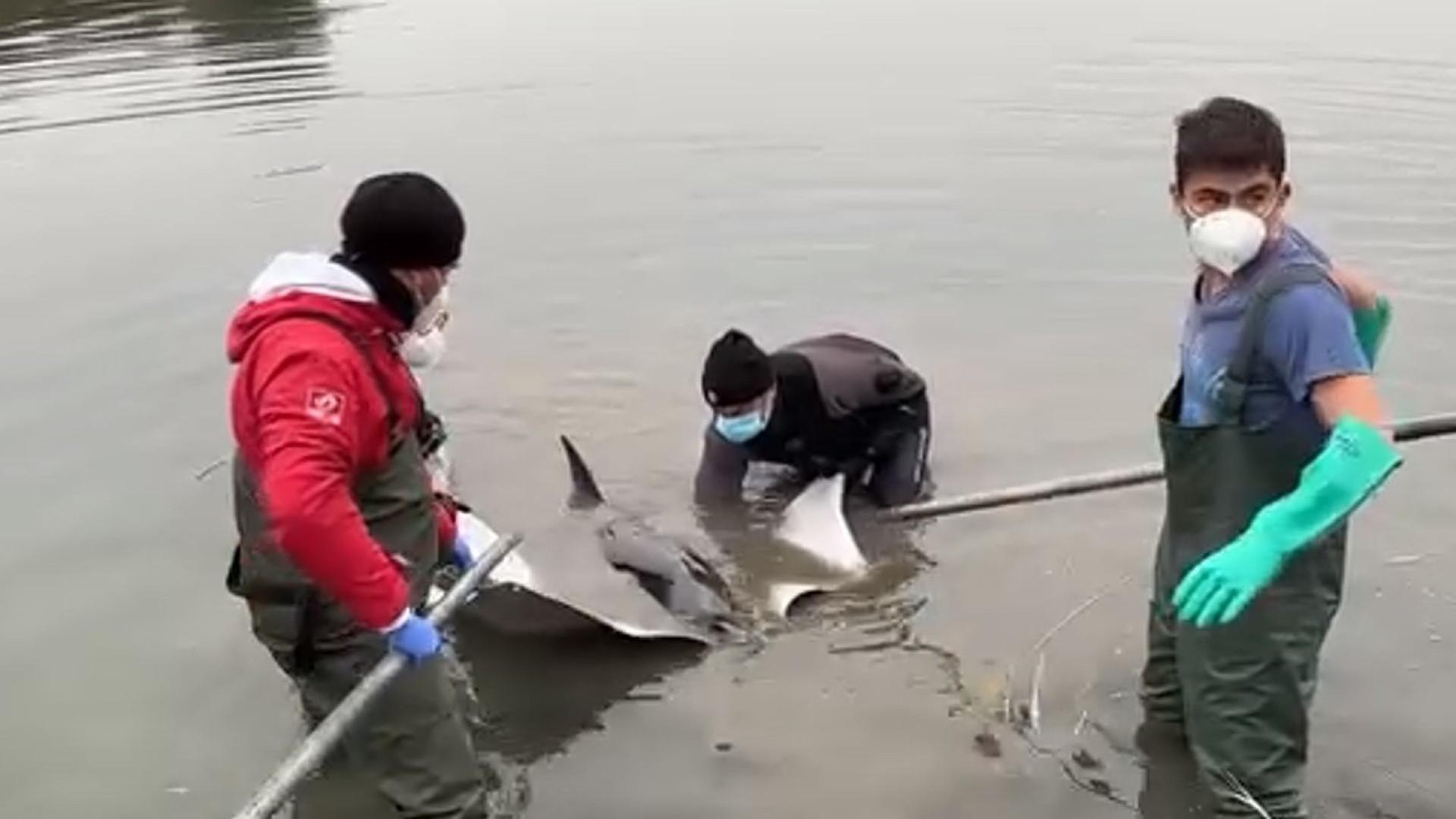 Golfinho fica preso em 30 cm de água em Itália. As imagens do resgate