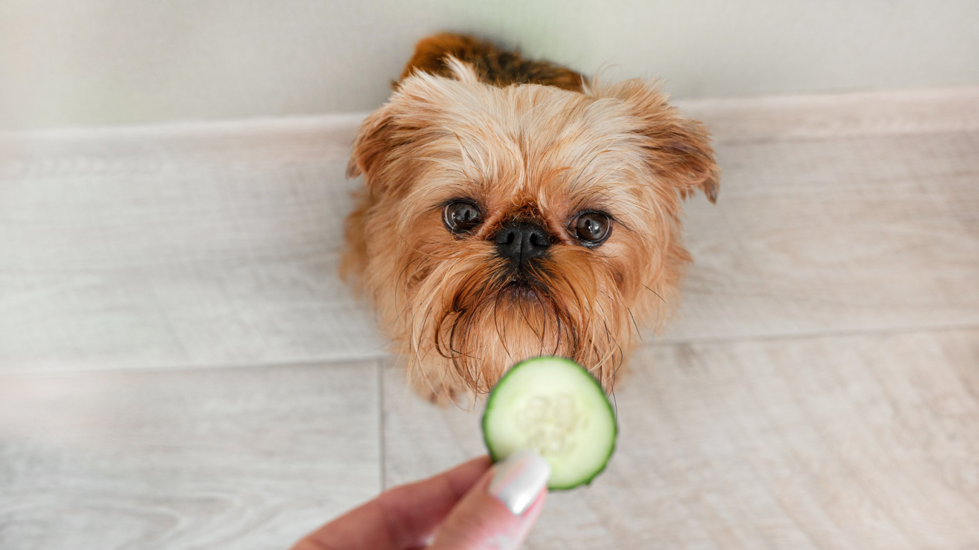 É seguro os cães comerem pepino? Veterinária esclarece