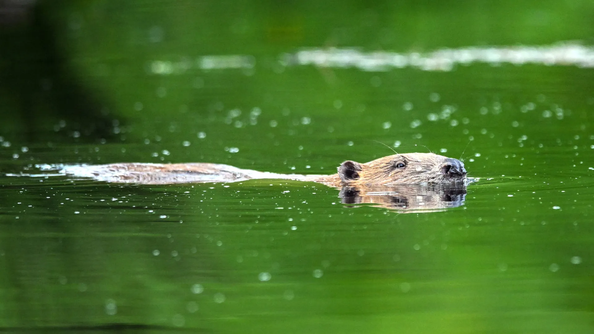 
                    Rios com represas criadas por castores armazenam 26% mais carbono
                