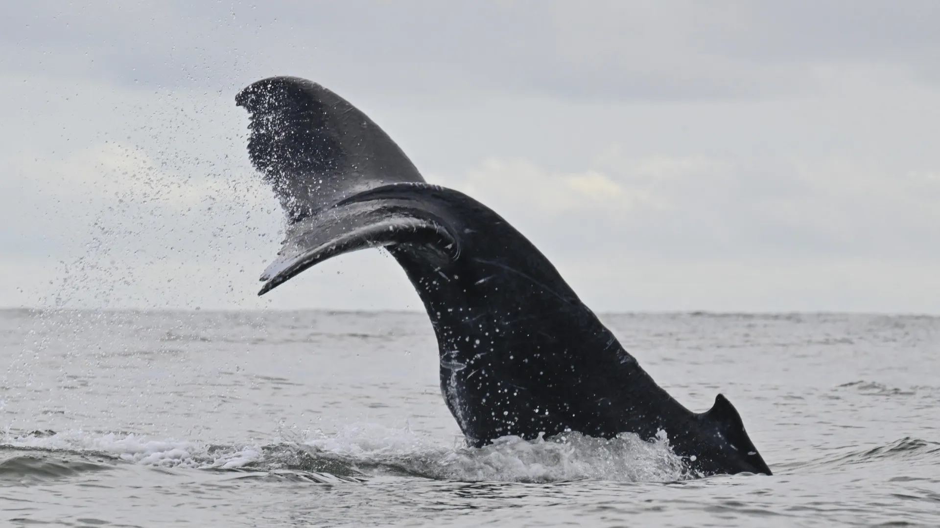
                    Caça à baleia começou há 5.000 anos no Brasil (antes do que se pensava)
                