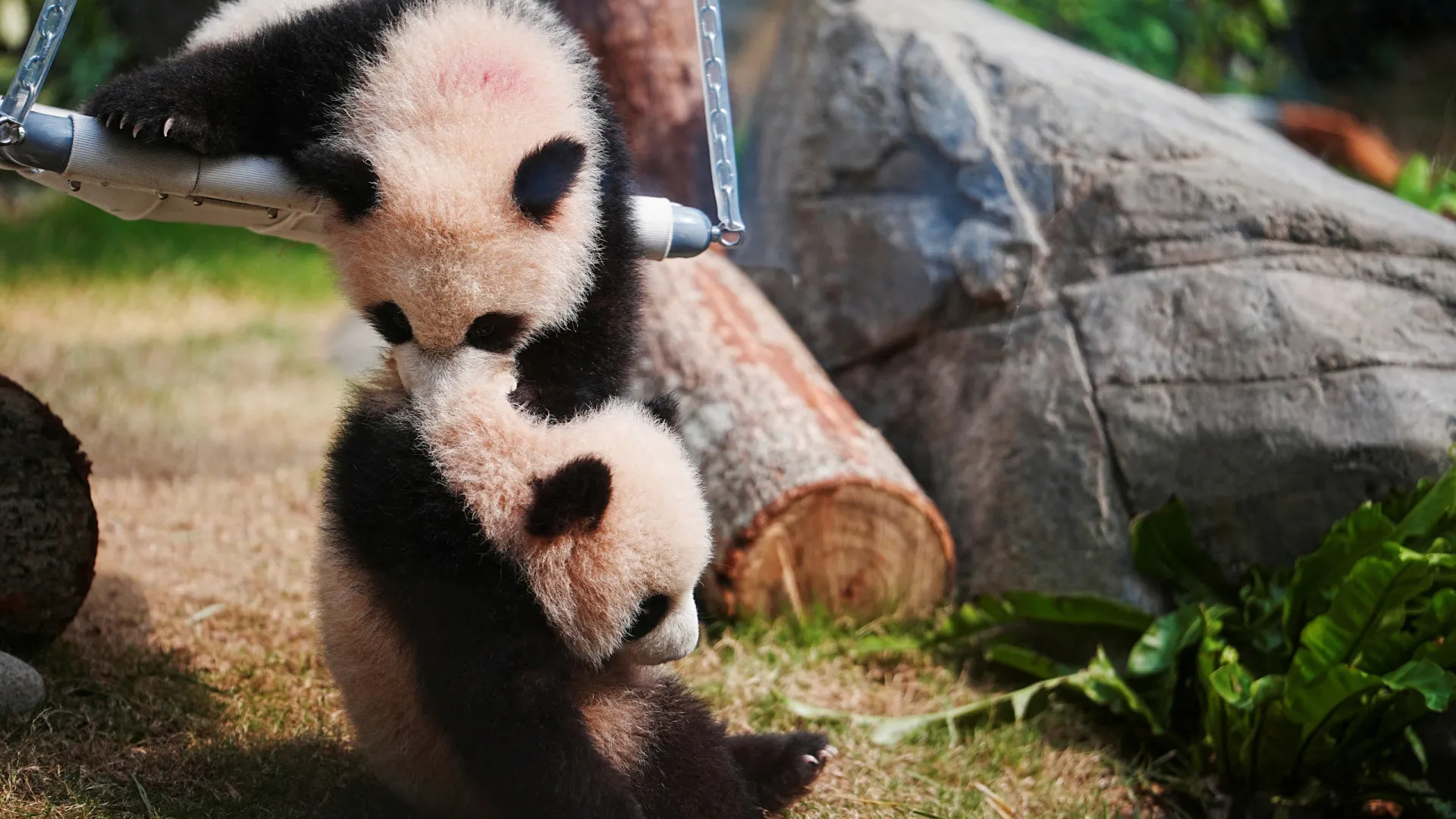 Pandas gémeos bebés atraem centenas de visitantes a parque em Hong Kong