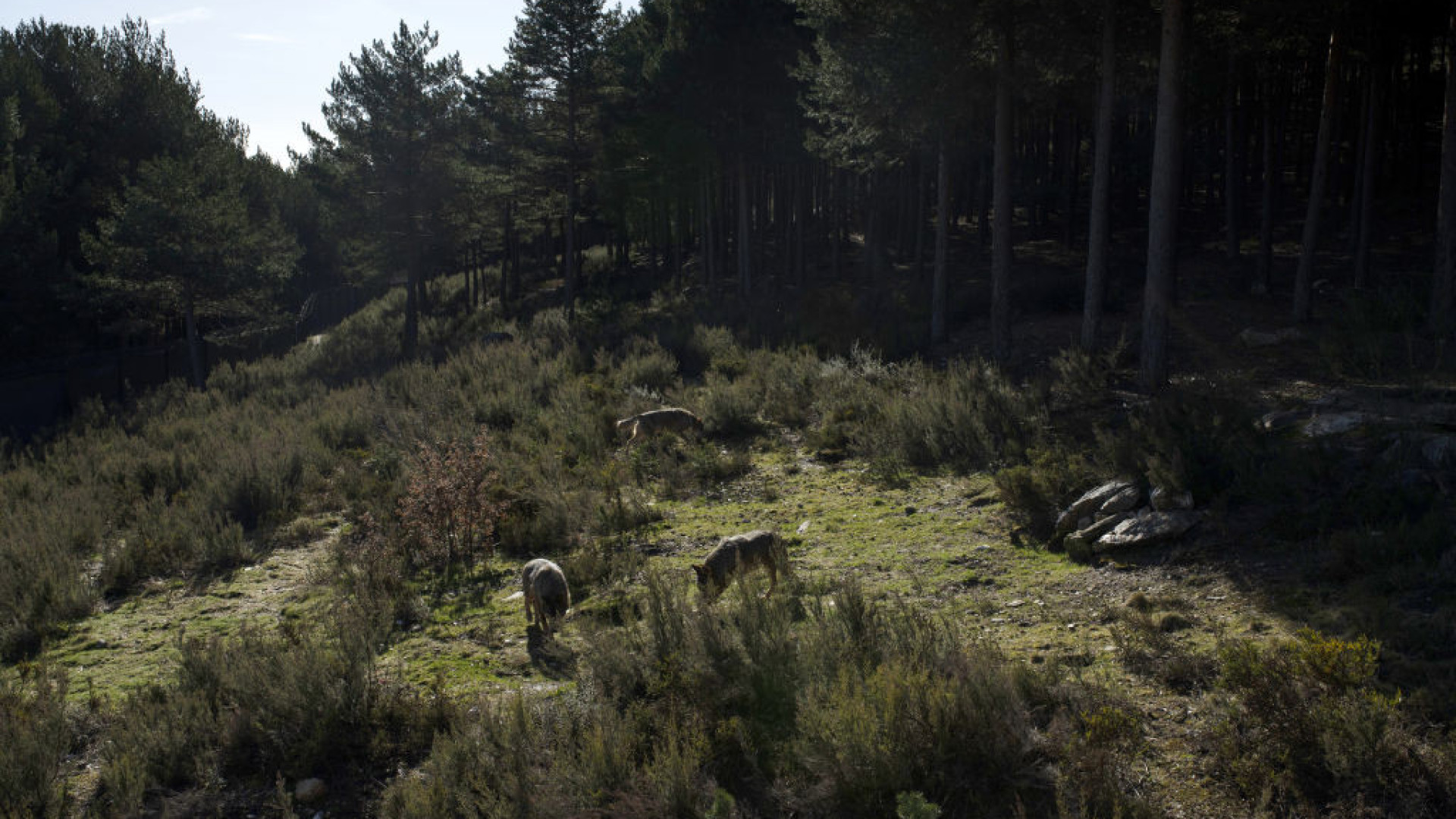 Fundo para Proteção do Lobo Ibérico lamenta redução da proteção do lobo