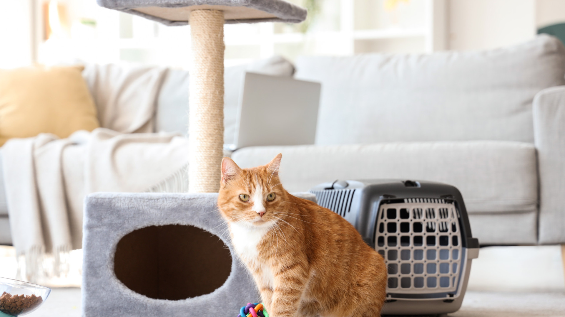 Cinco cuidados que fazem toda a diferença na saúde e felicidade dos gatos
