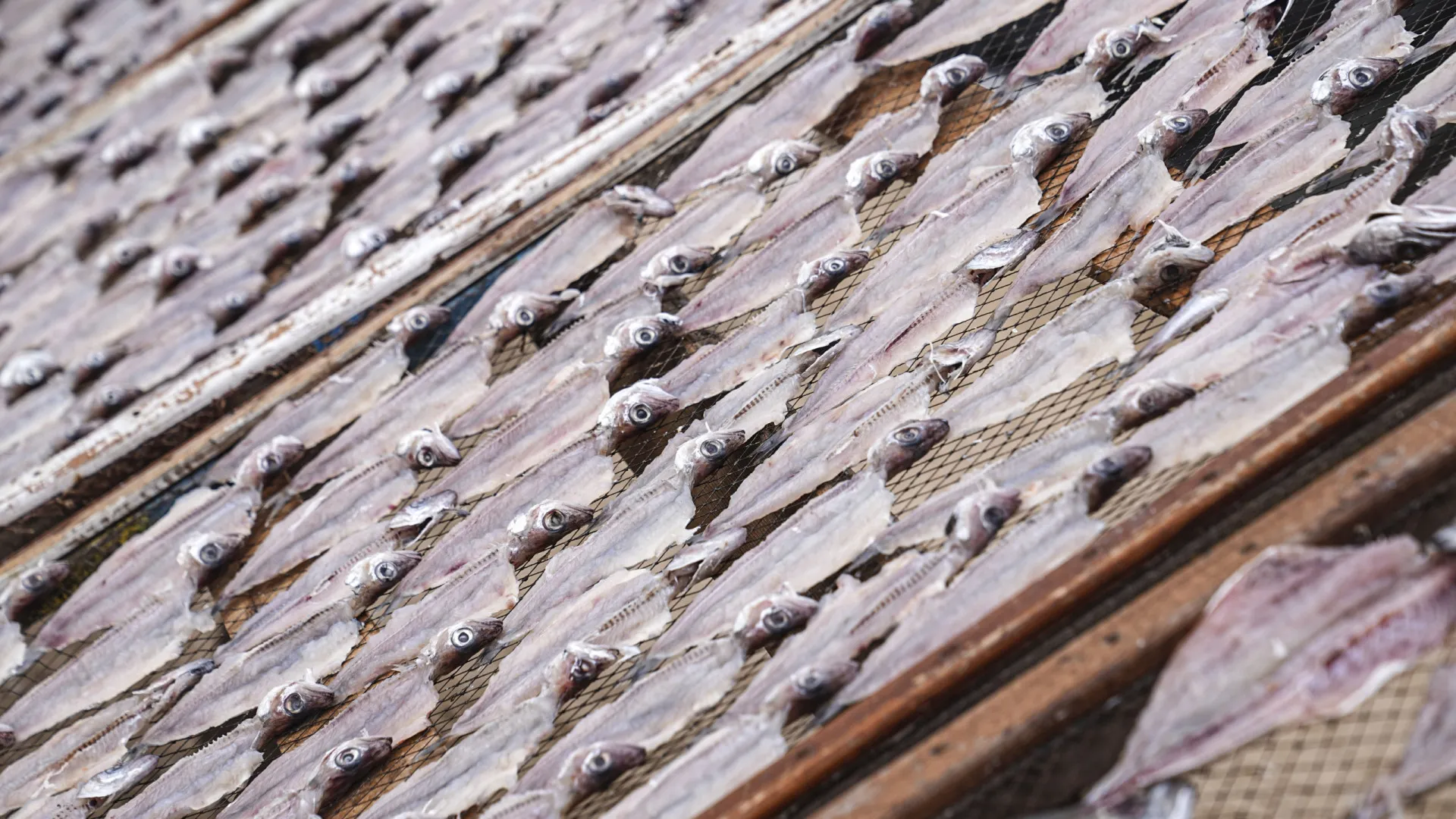 Pescadores protestam na Lagoa de Óbidos por compensações