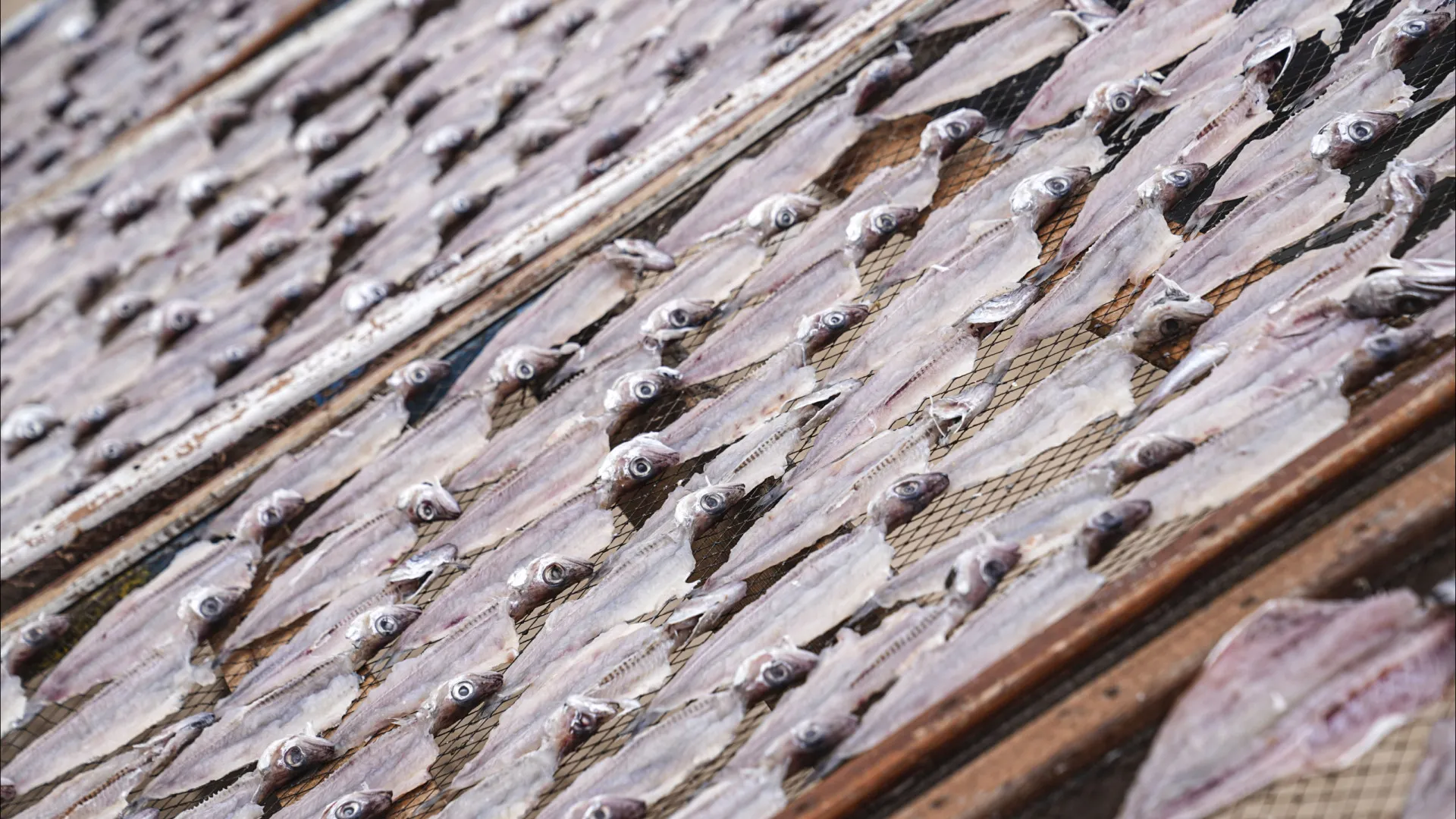 
                    UE e o Reino Unido acordam direitos de pesca para 2026
                