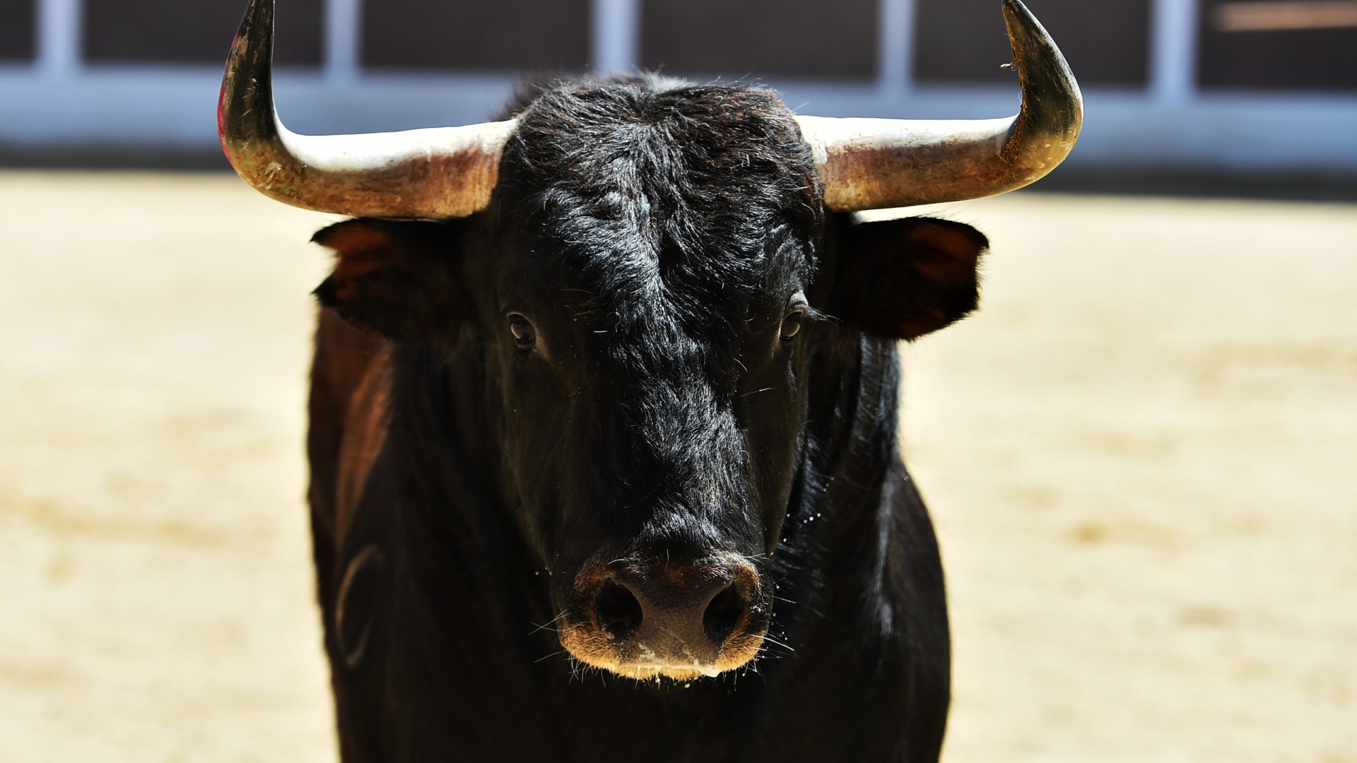 Provedora do Animal e ecologistas contra a 'sorte de varas' nos Açores